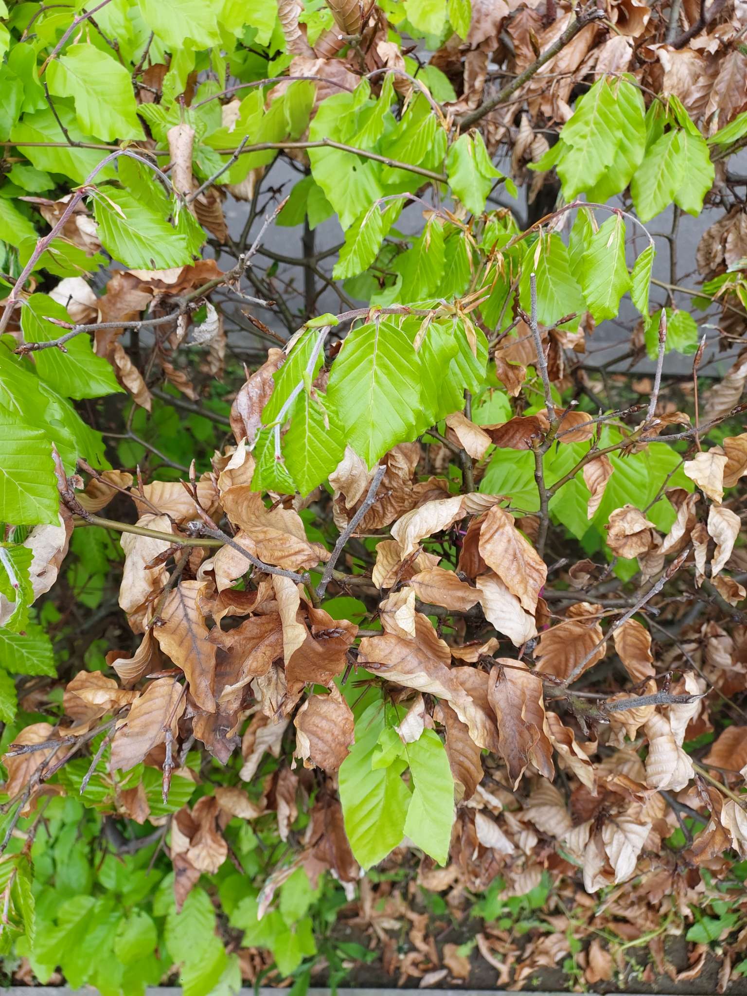 Immagine di Faggio (Fagus sylvatica) con Stress fogliare (possibile carenza idrica o patogeni secondari)
