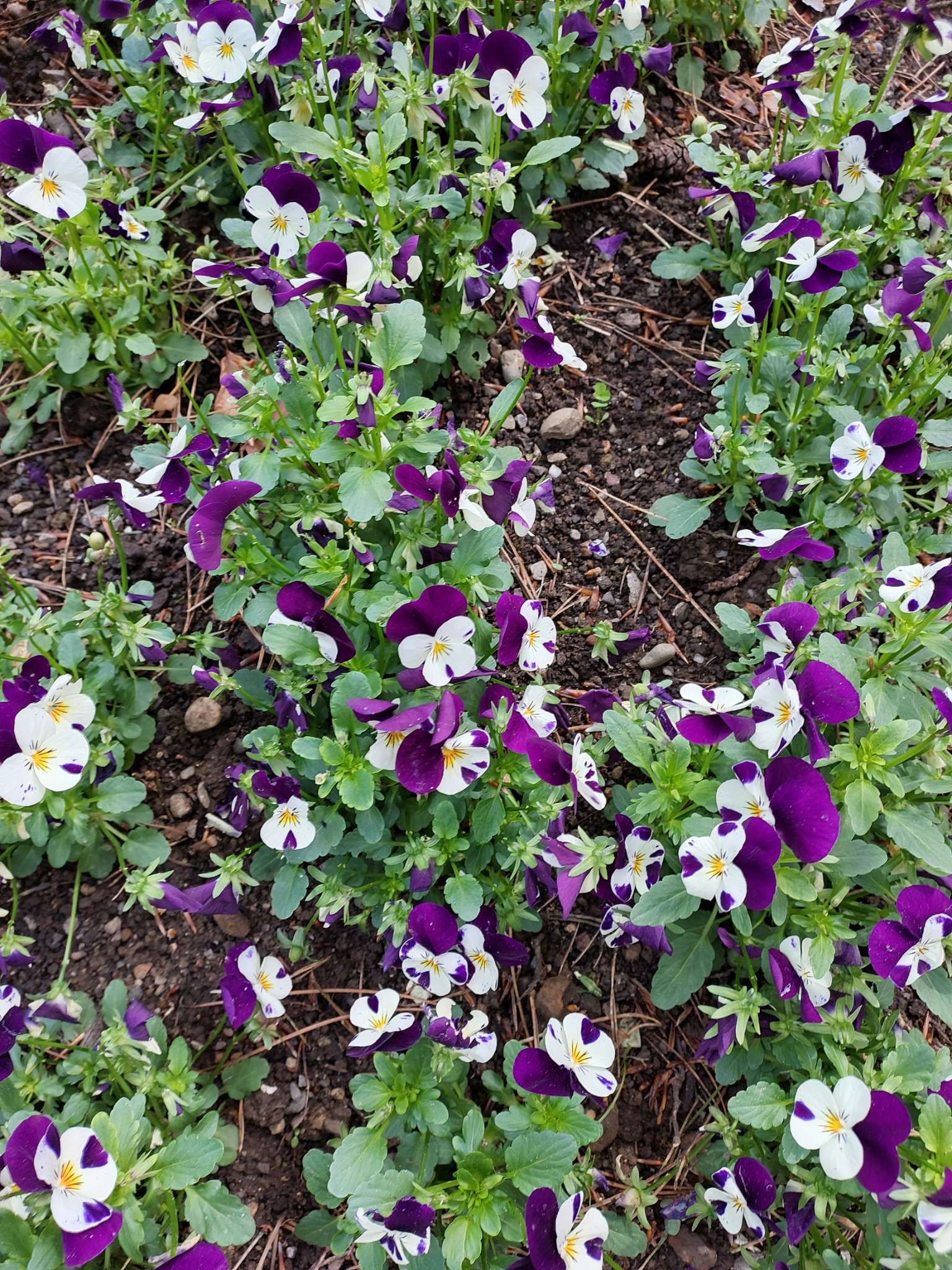 Immagine di Viola del pensiero con Nessuna malattia evidente