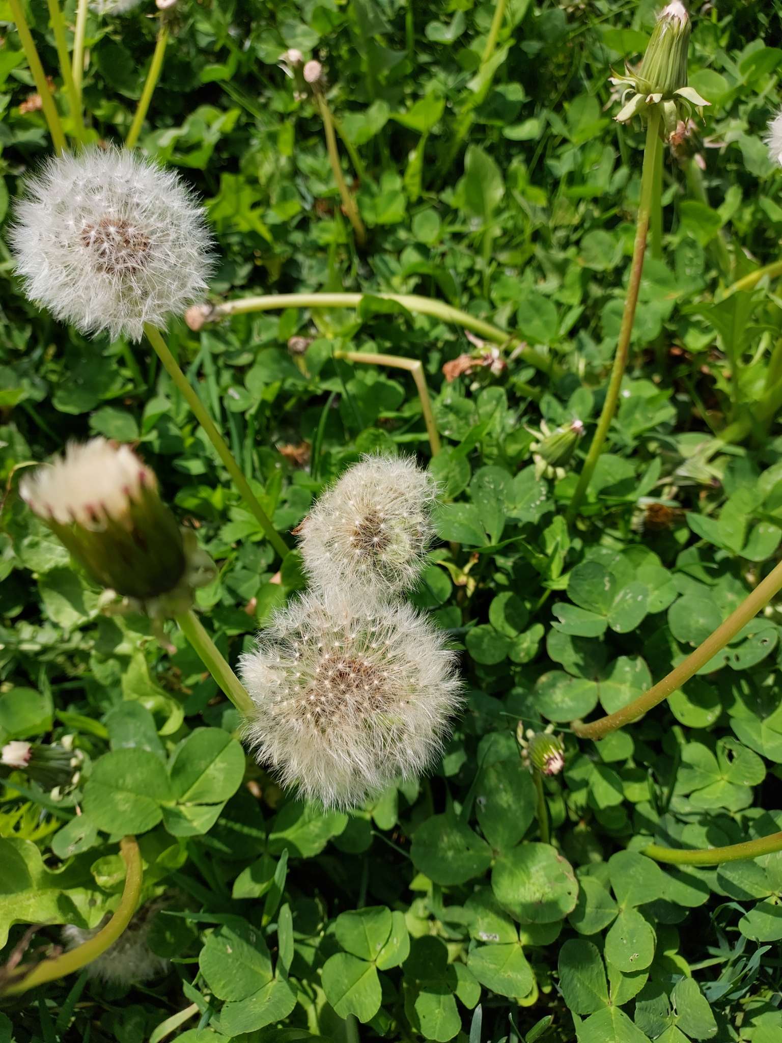 Immagine di Taraxacum officinale (Tarassaco) con Nessuna malattia evidente