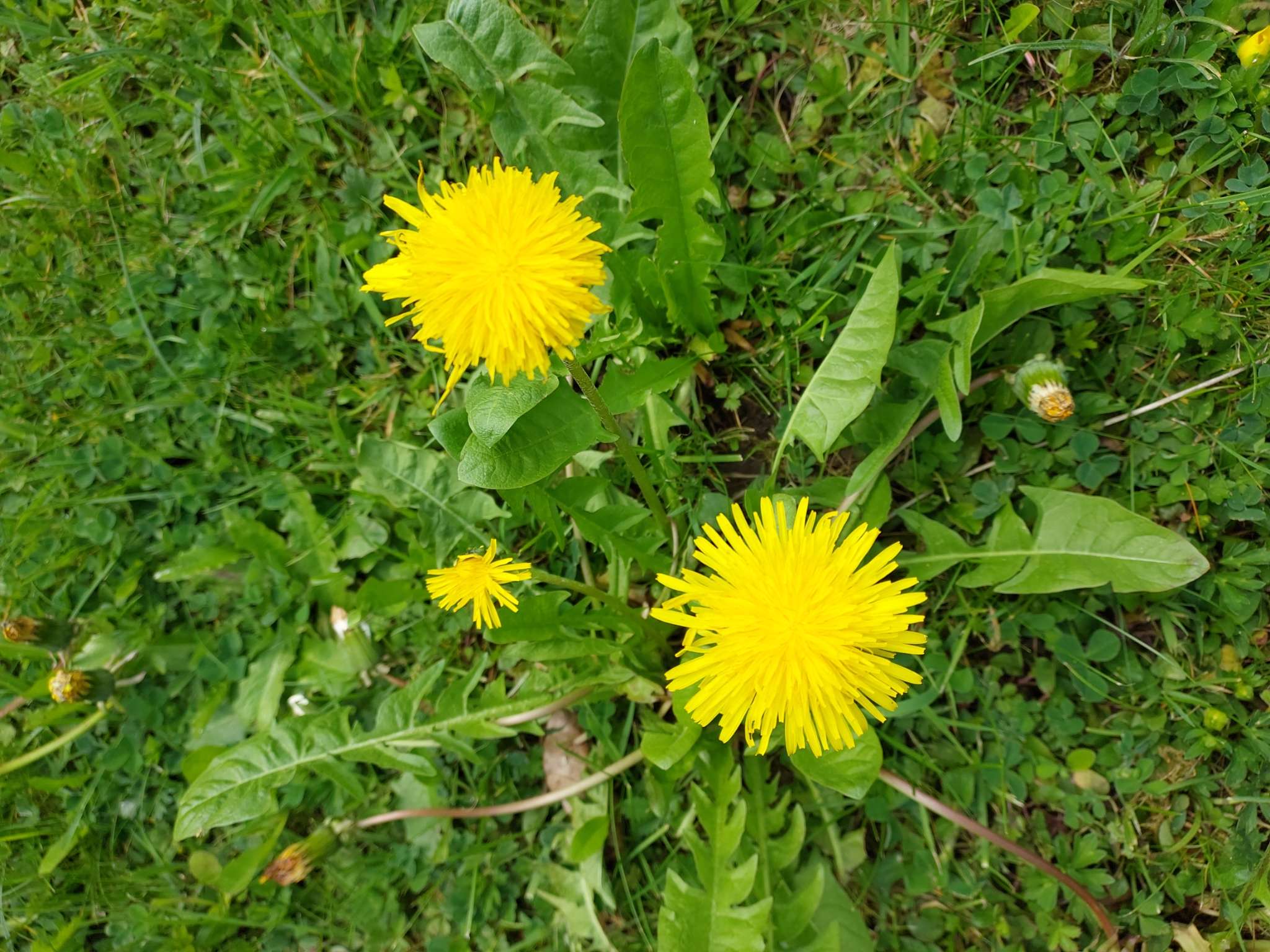 Immagine di Dente di Leone (Taraxacum officinale) con Nessuna malattia evidente