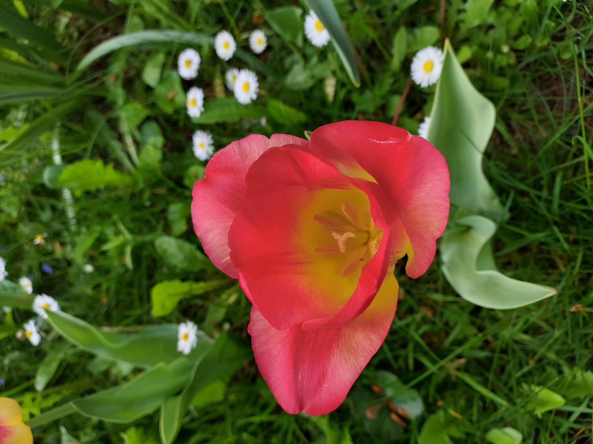 Immagine di Tulipano con Nessuna evidente