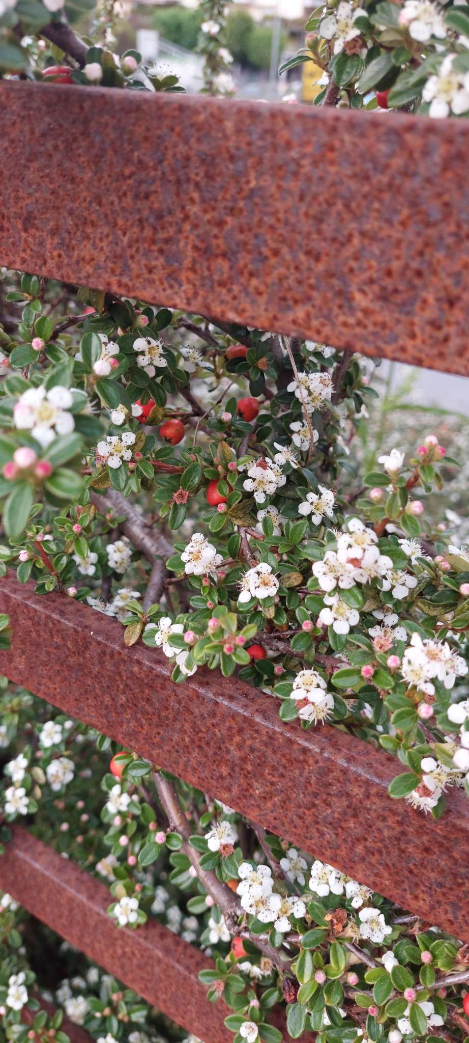 Immagine di Cotoneaster con Al momento non si rilevano patologie evidenti