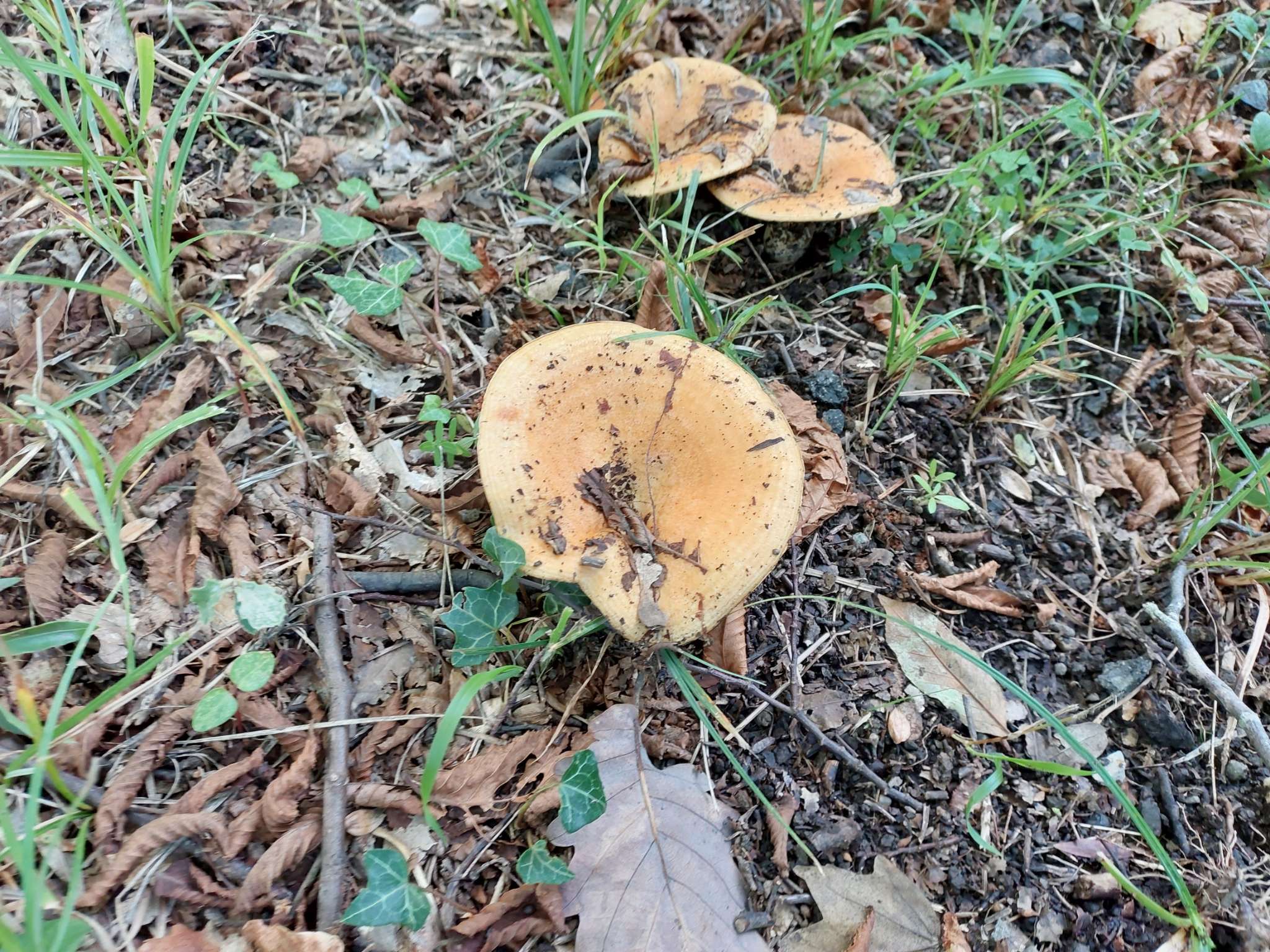 Immagine di Presenza di funghi (non una pianta) con Nessuna malattia rilevante