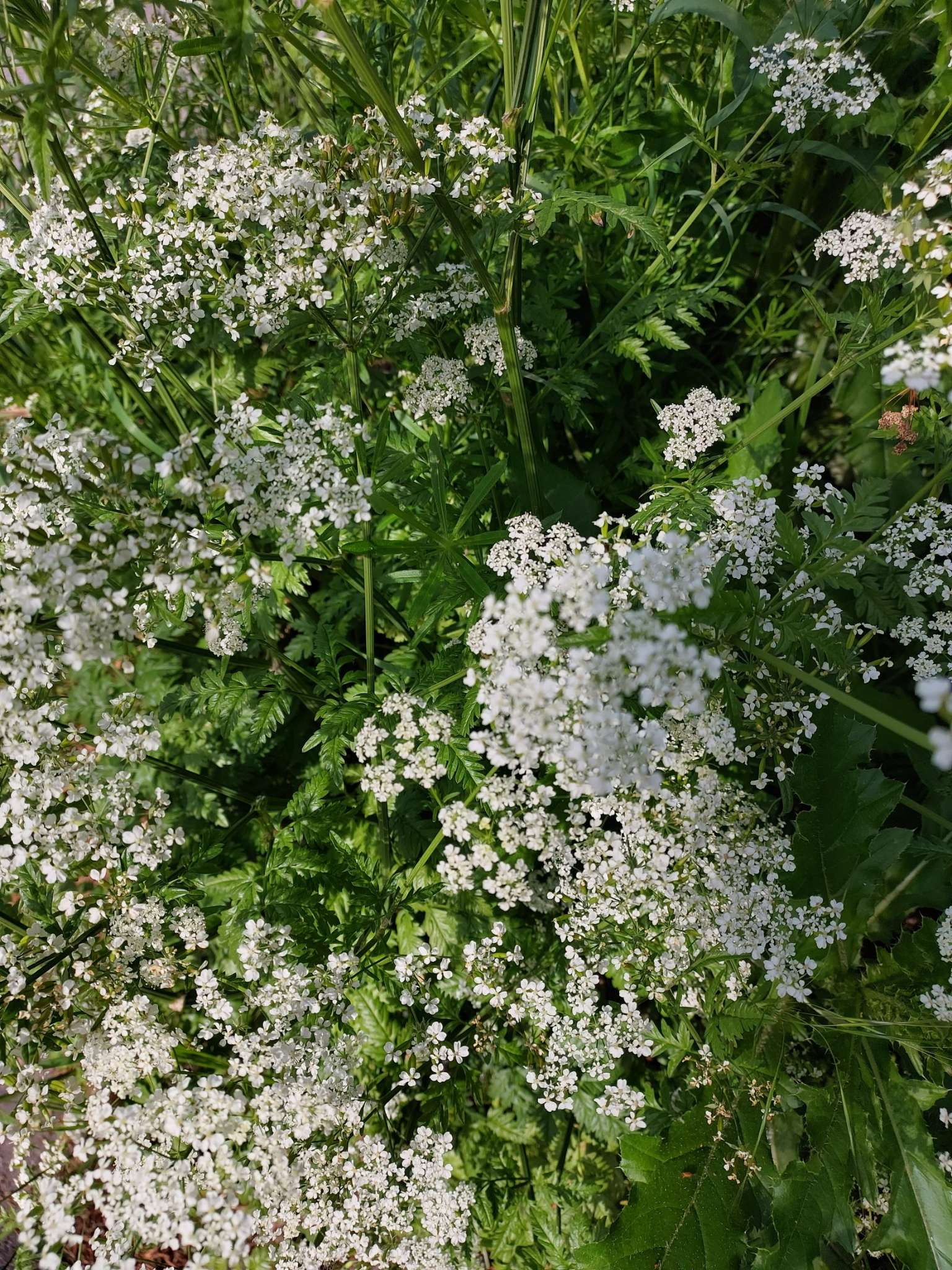Immagine di Cerfoglio selvatico (Anthriscus sylvestris) con Nessuna malattia evidente