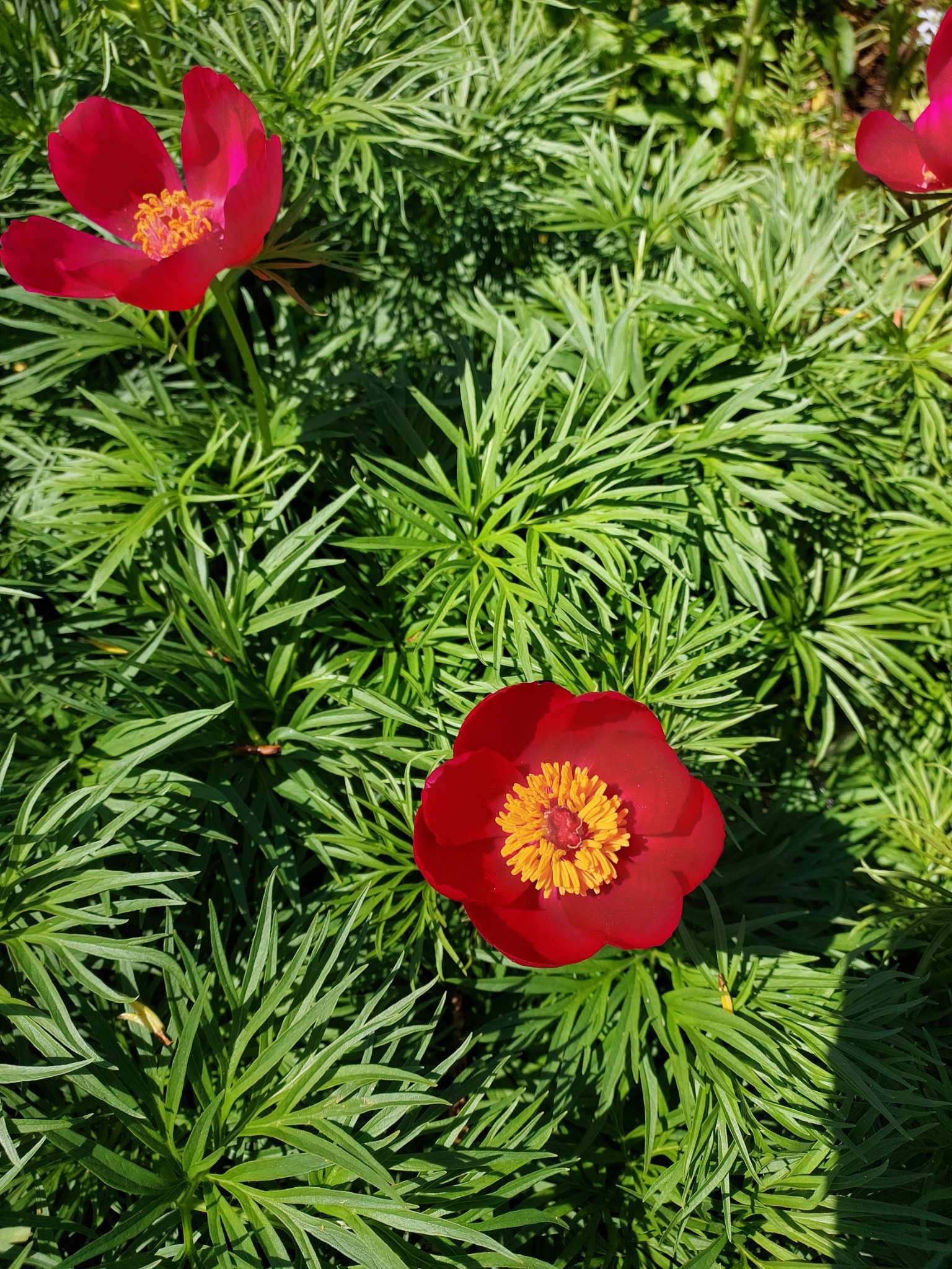 Immagine di Peonia a foglie di felce (Paeonia tenuifolia) con nessuna evidente