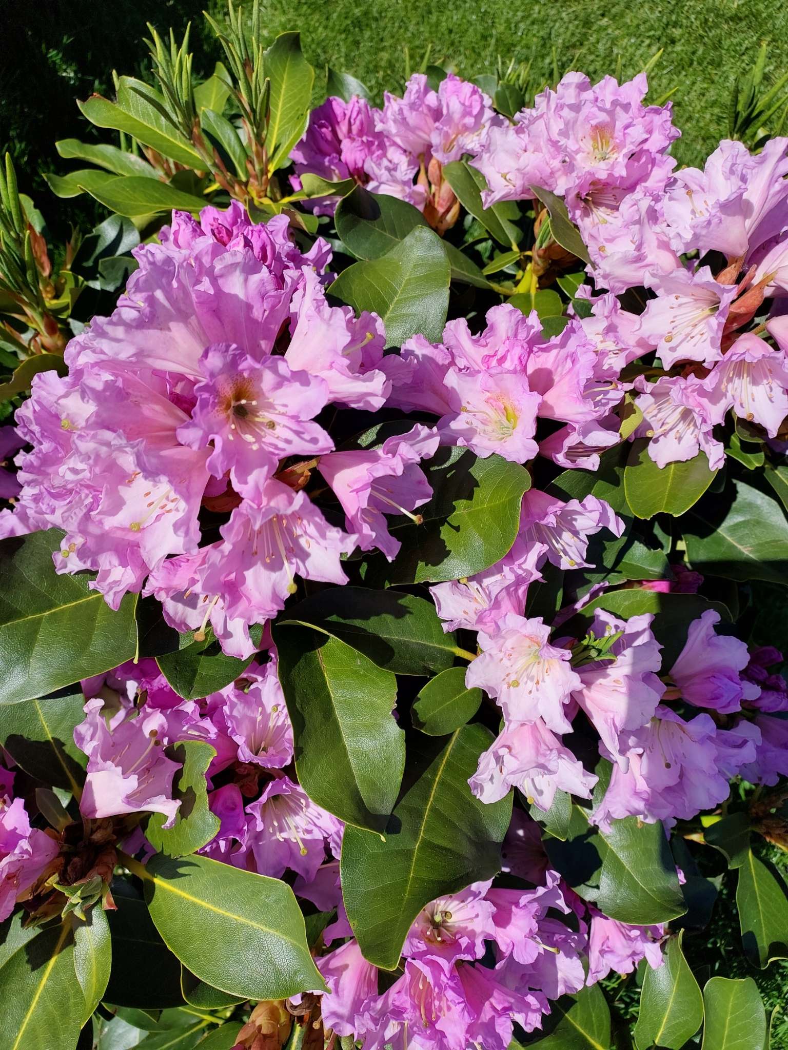 Immagine di Rododendro con Nessuna malattia evidente