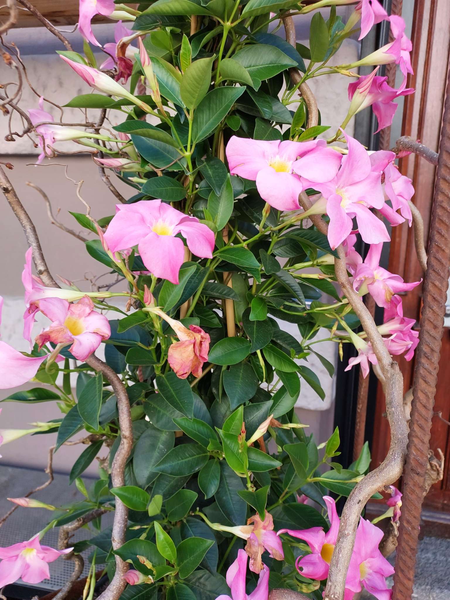Immagine di Dipladenia (Mandevilla) con Normale deperimento dei fiori / possibile stress