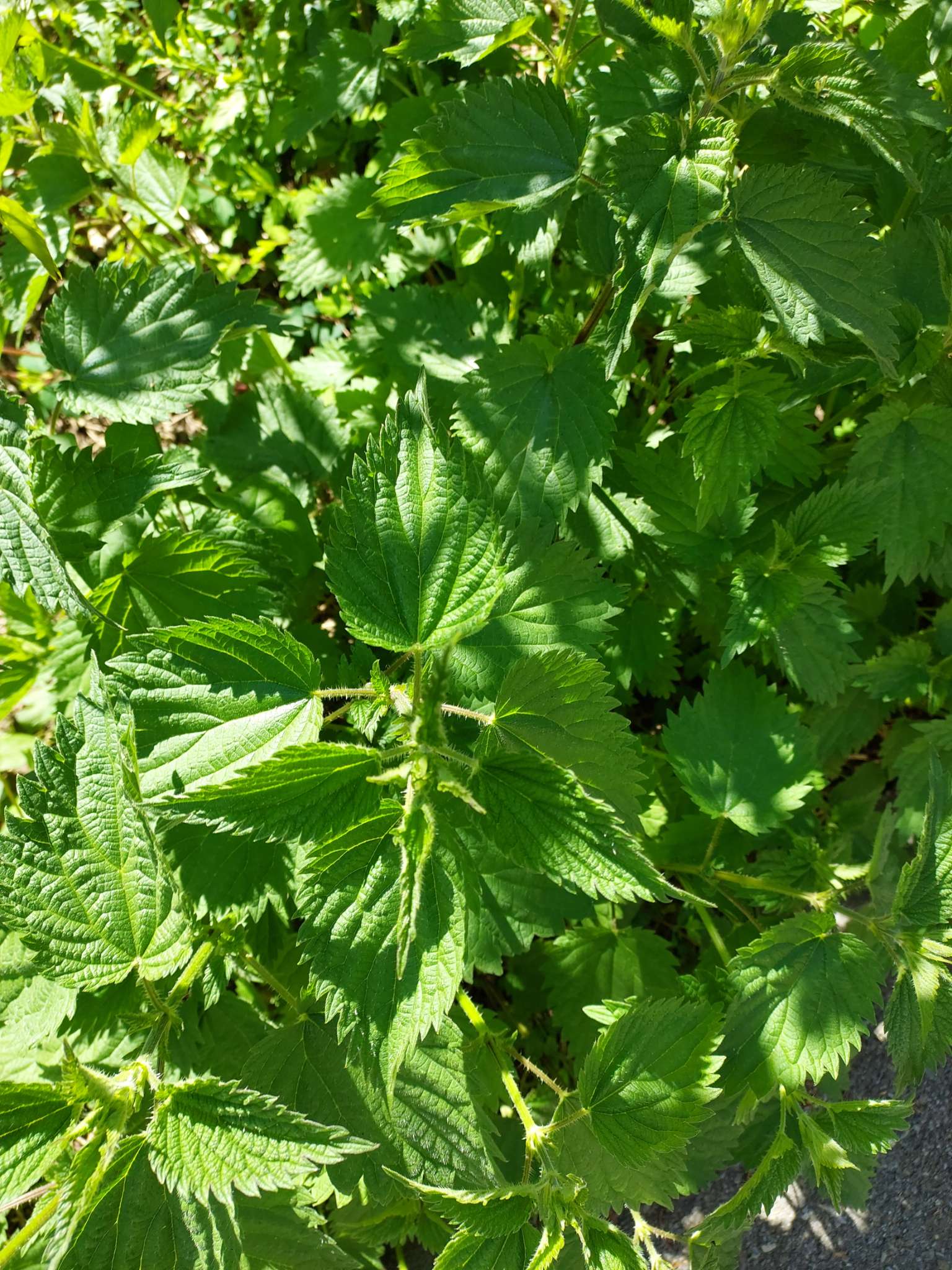 Immagine di Ortica comune (Urtica dioica) con Nessuna patologia evidente
