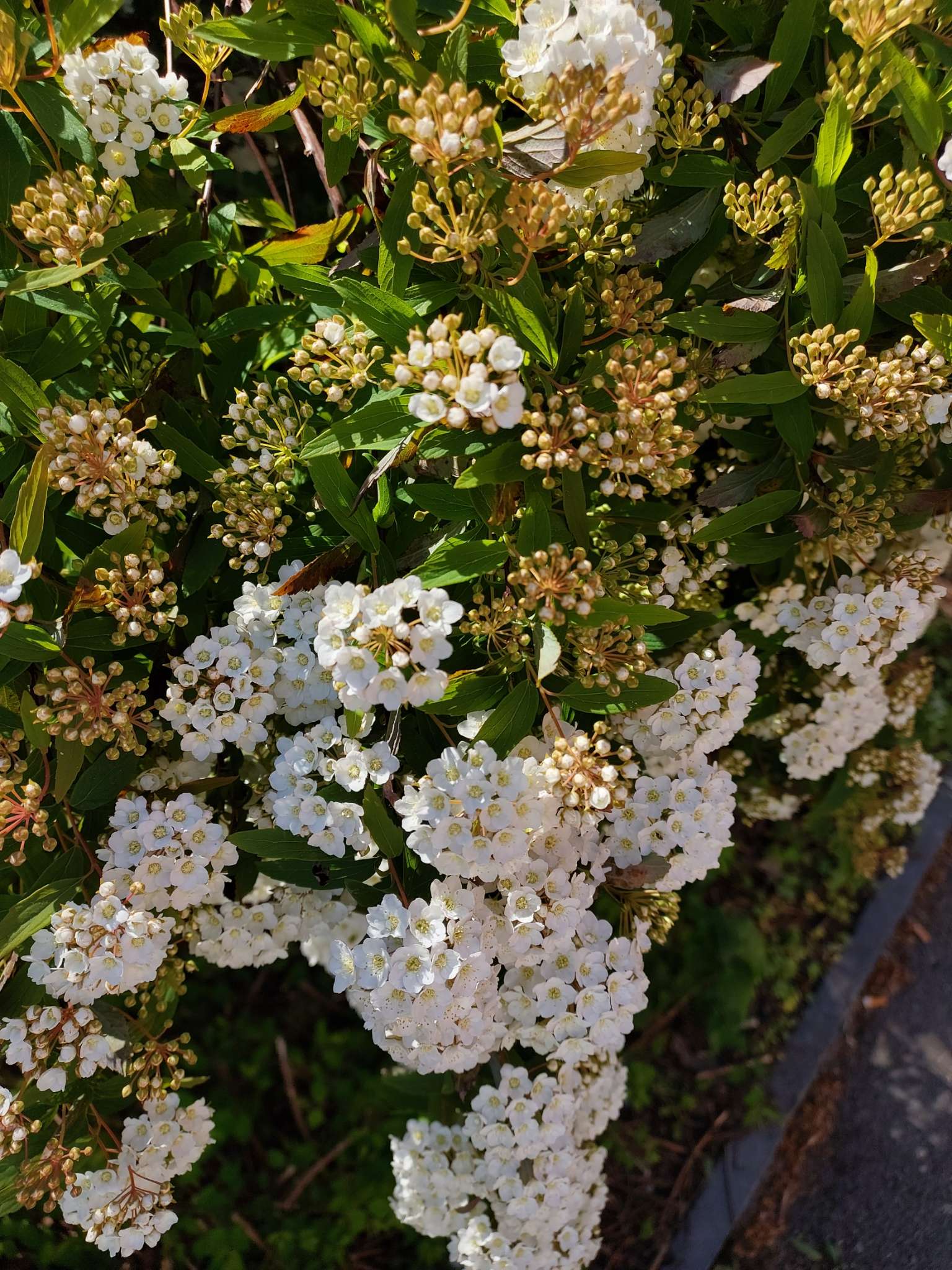 Immagine di Spiraea arguta con Nessuna patologia evidente