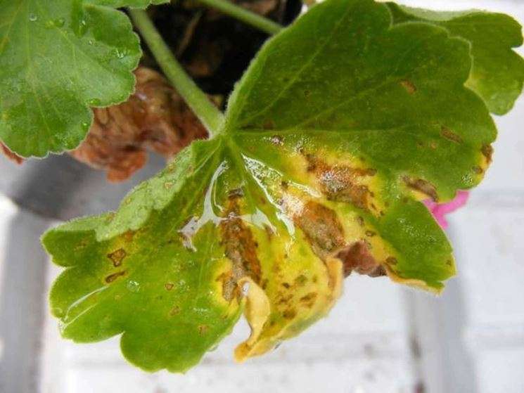 Immagine di Geranio con Maculatura batterica