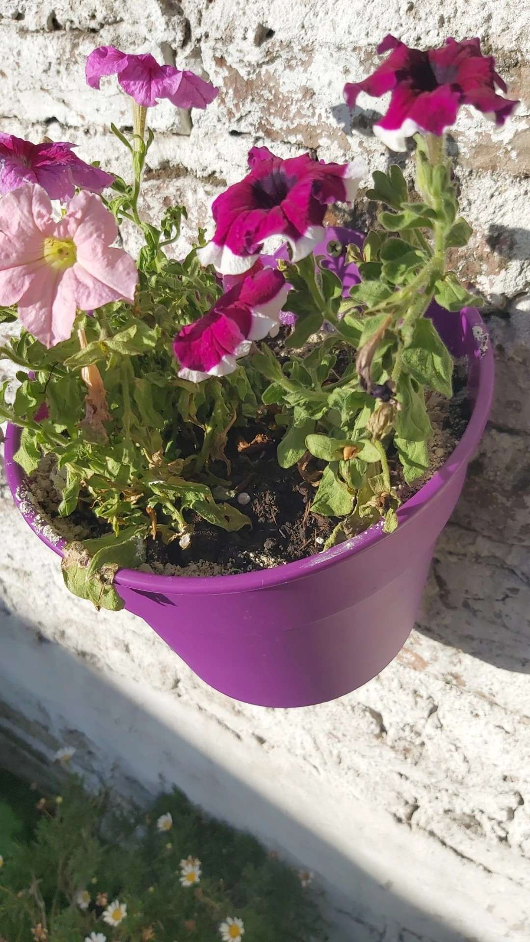 Immagine di Petunia con Stress idrico e possibile carenza nutritiva