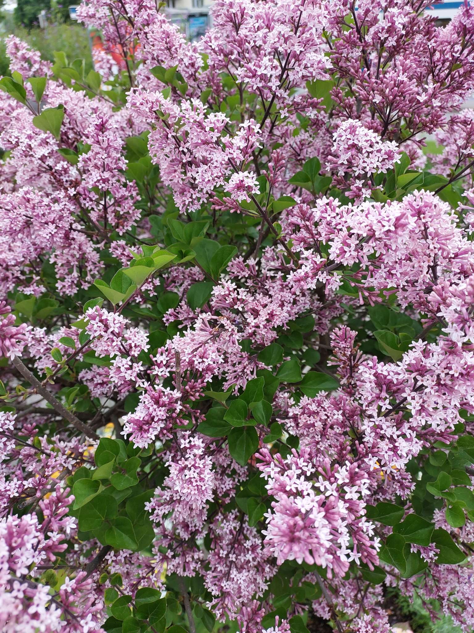 Immagine di Syringa (Lilla) con Nessuna malattia evidente