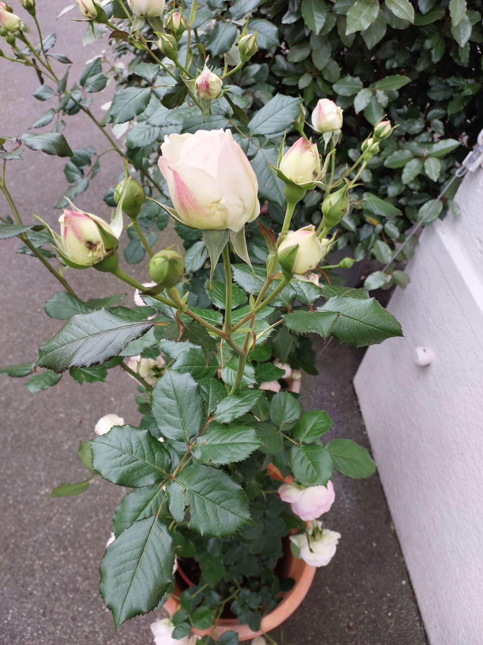 Immagine di Rosa con Nessuna malattia evidente