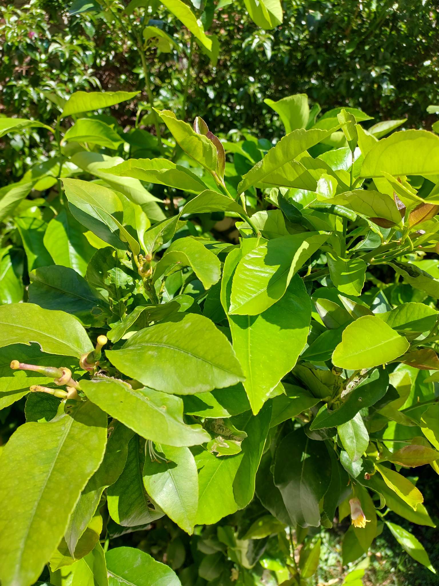 Immagine di Limone (Citrus limon) con Leggera clorosi ferrica (carenza di ferro)