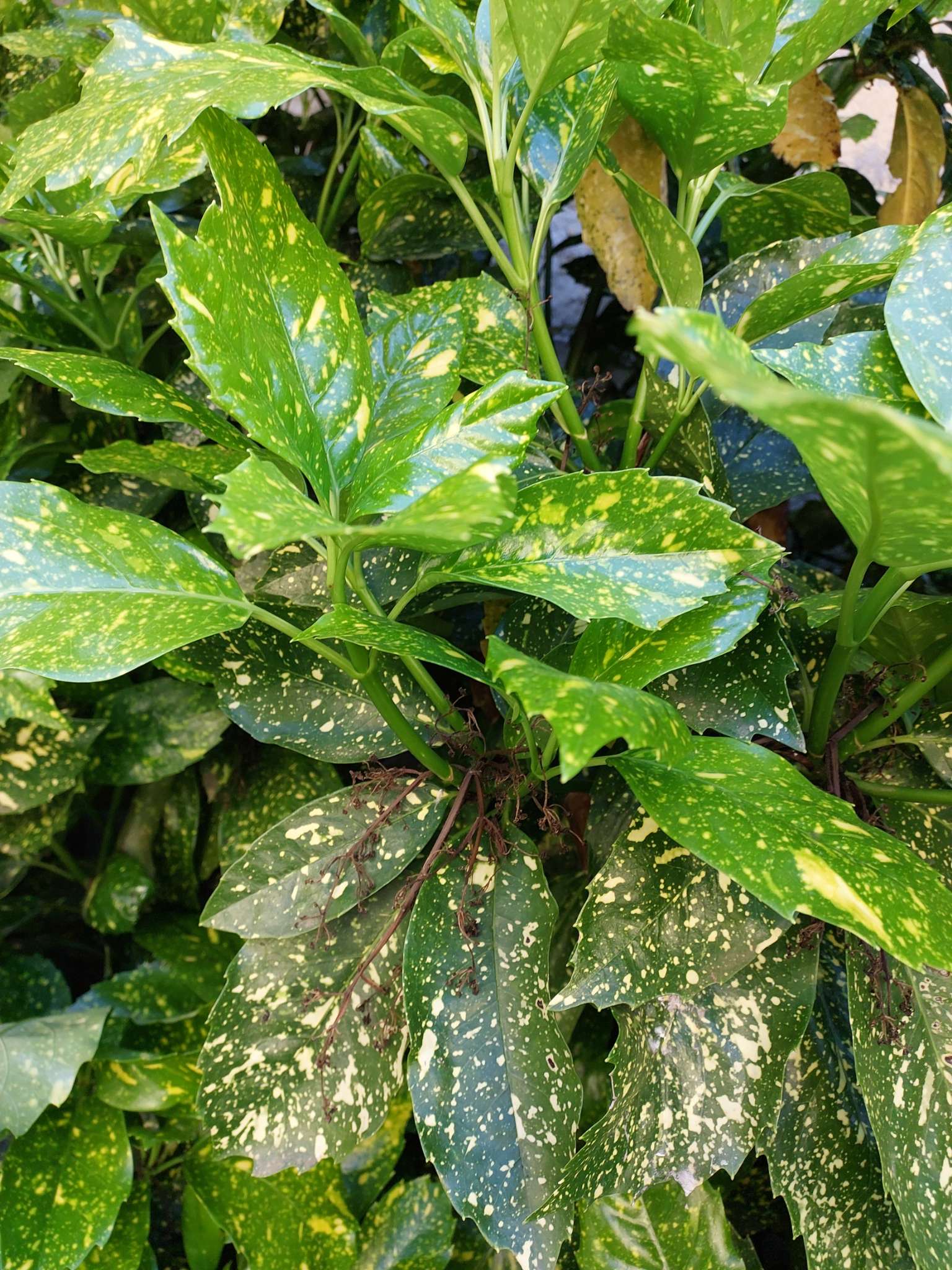 Immagine di Aucuba (Aucuba japonica) con nessuna malattia grave evidente