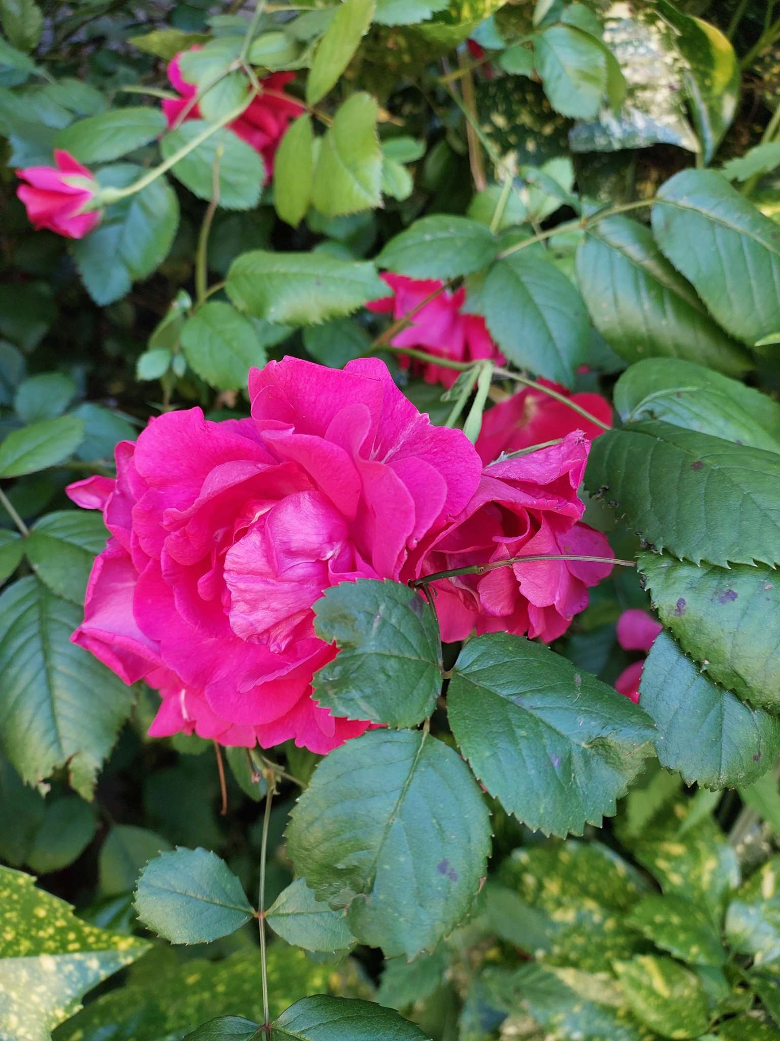 Immagine di Rosa con Macchia nera (ticchiolatura)