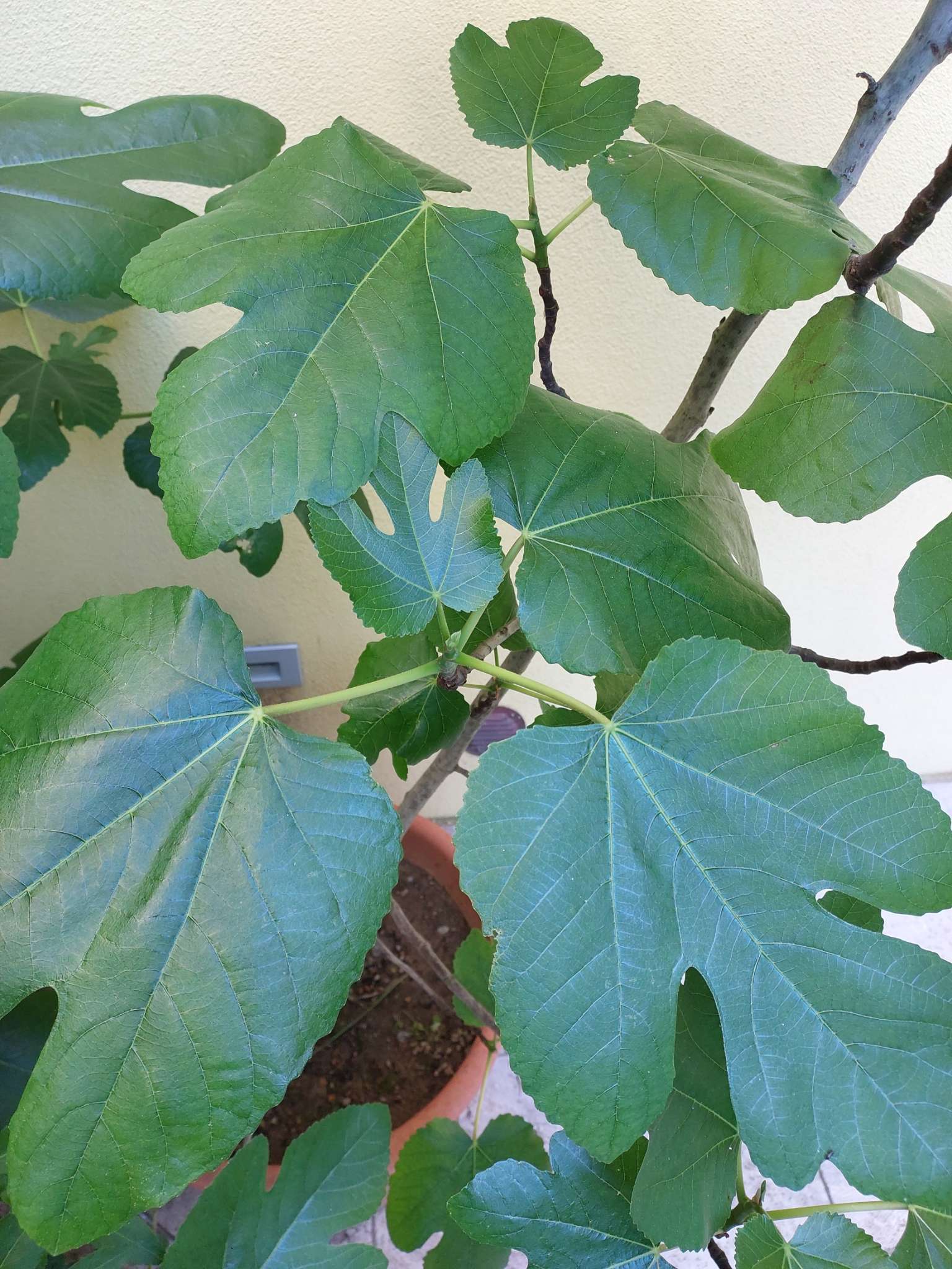Immagine di Fico (Ficus carica) con Nessuna malattia evidente