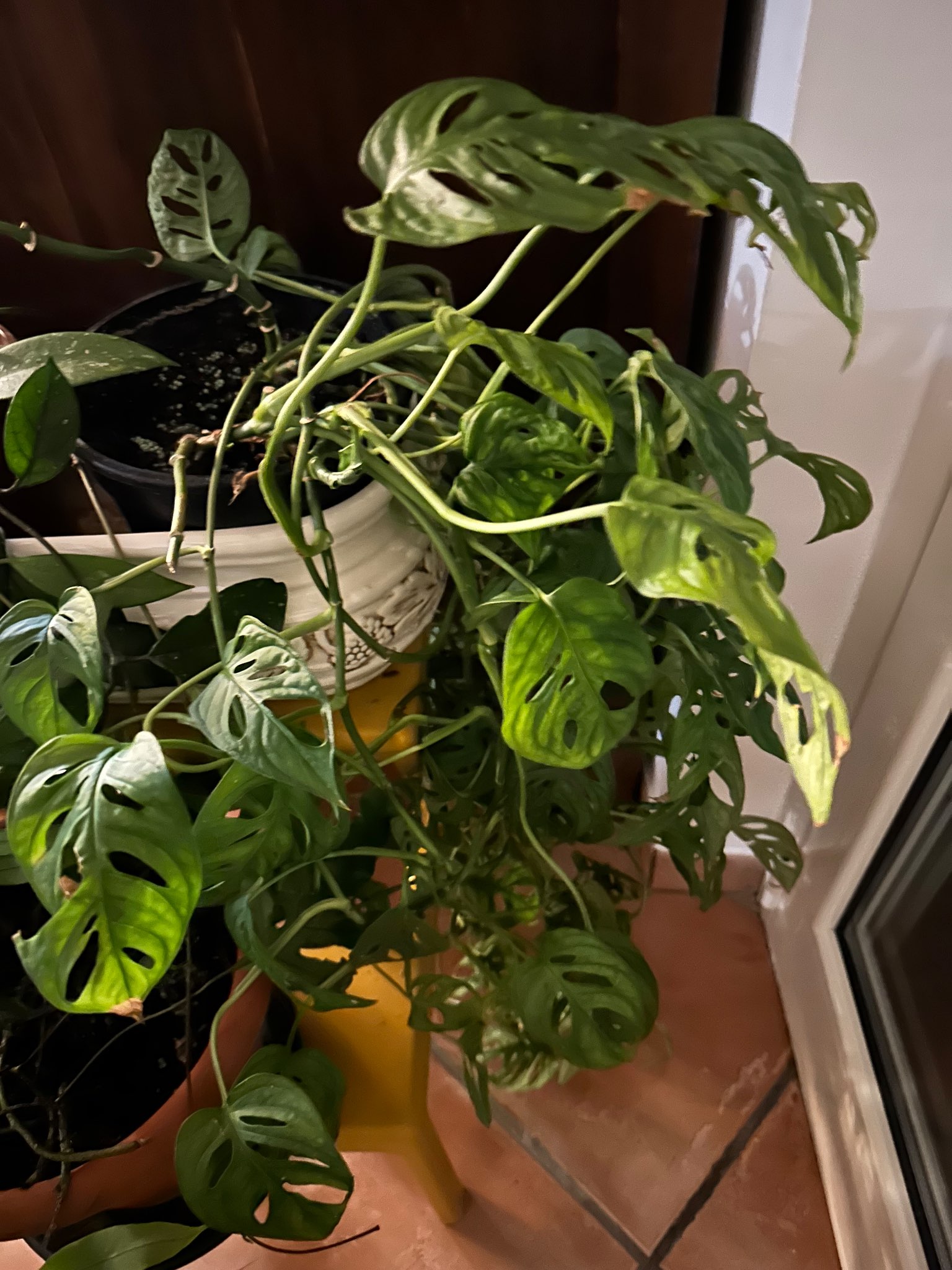Immagine di Monstera Adansonii con Possibile marciume radicale o stress idrico