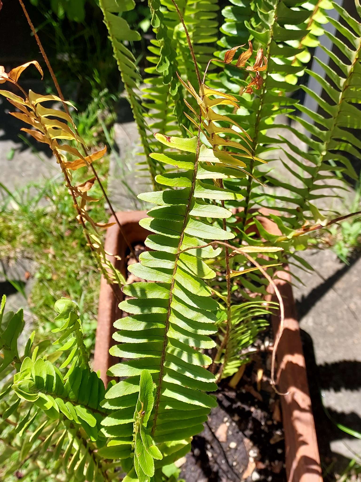Immagine di Felce di Boston (Nephrolepis exaltata) con Punte secche o foglie bruciate