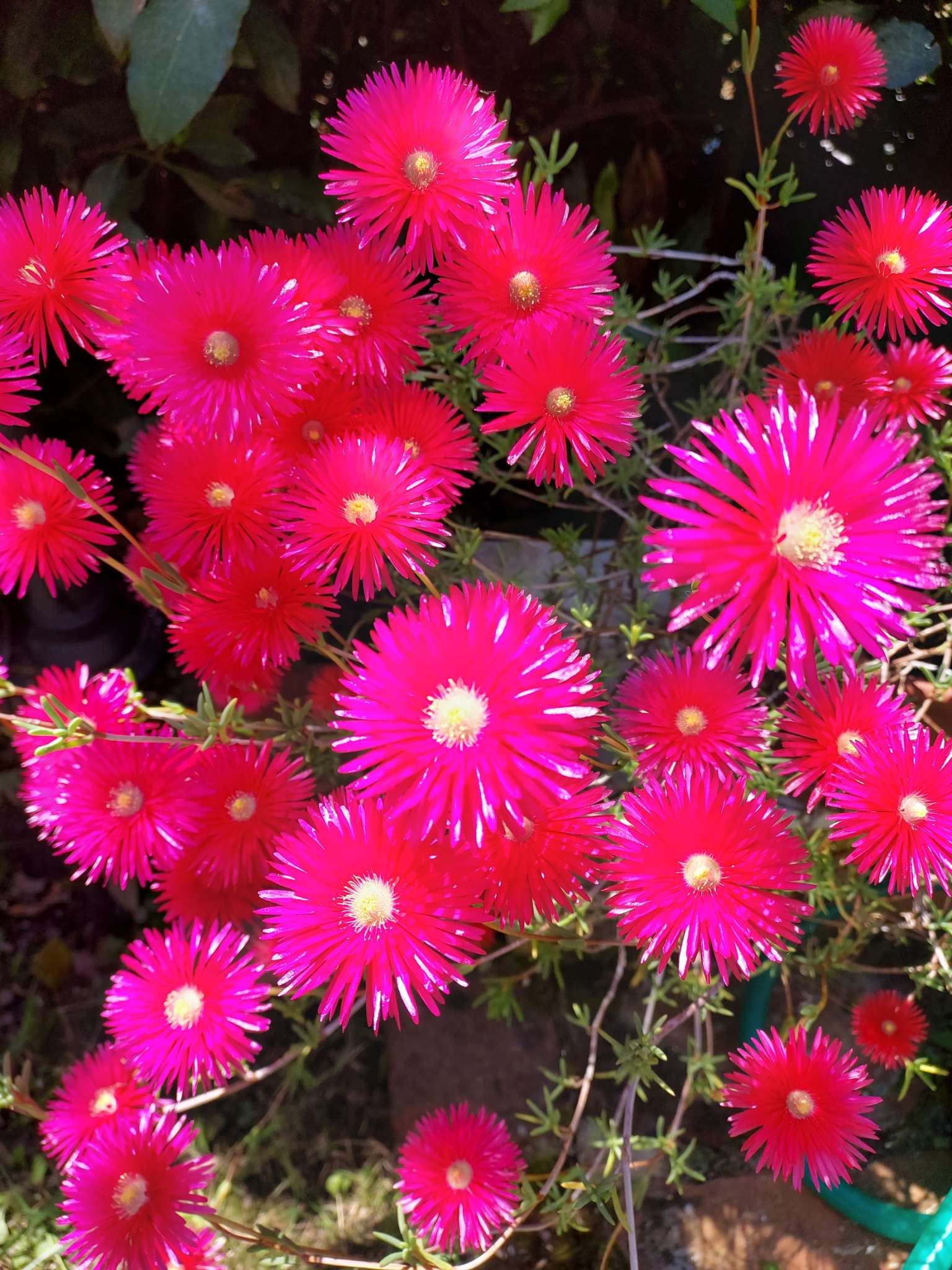 Immagine di Mesembriantemo (Lampranthus) con Nessuna malattia evidente