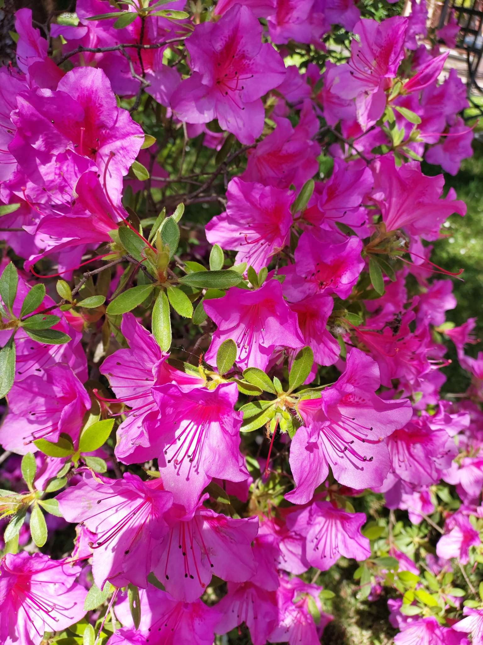 Immagine di Azalea con Nessuna malattia evidente