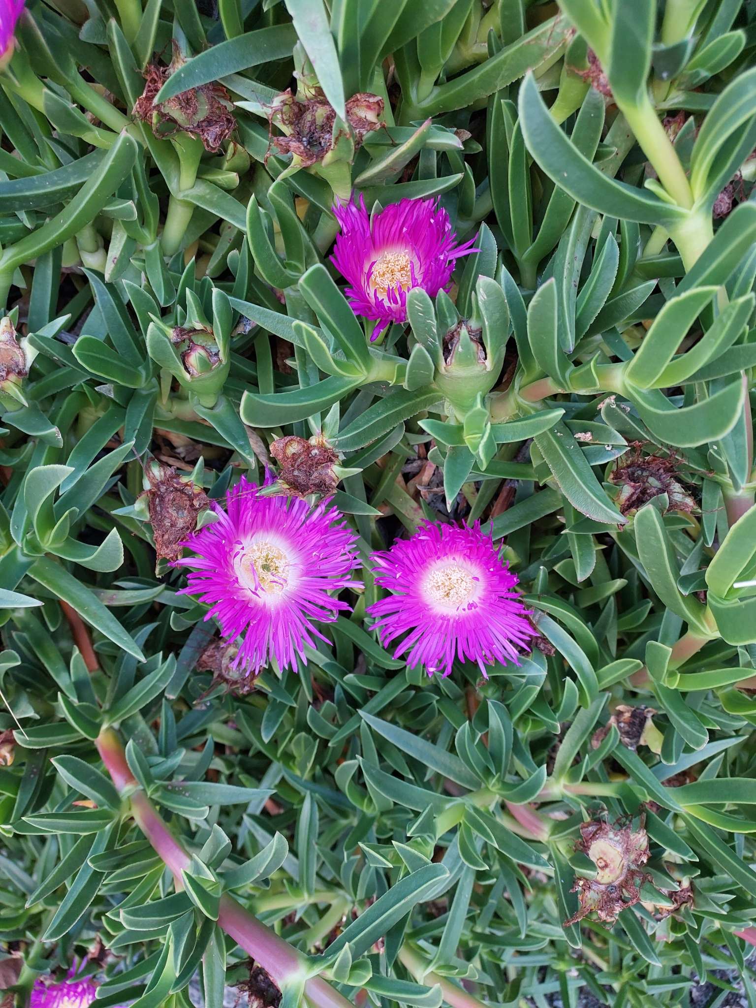 Immagine di Fico degli Ottentotti (Carpobrotus edulis) con Non si evidenziano patologie significative