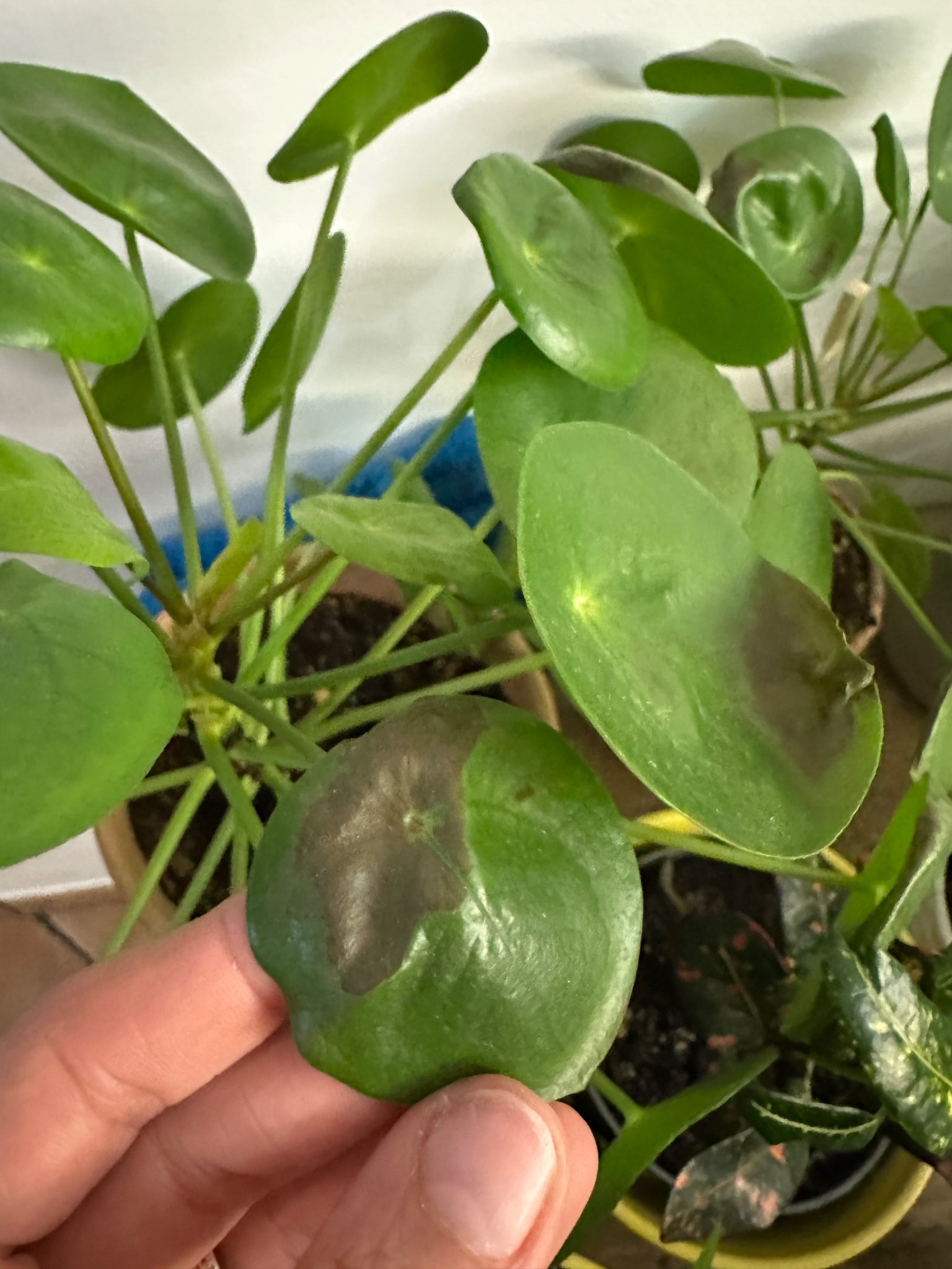 Immagine di Pilea Peperomioides con Macchie fogliari (possibile attacco fungino o scottatura)