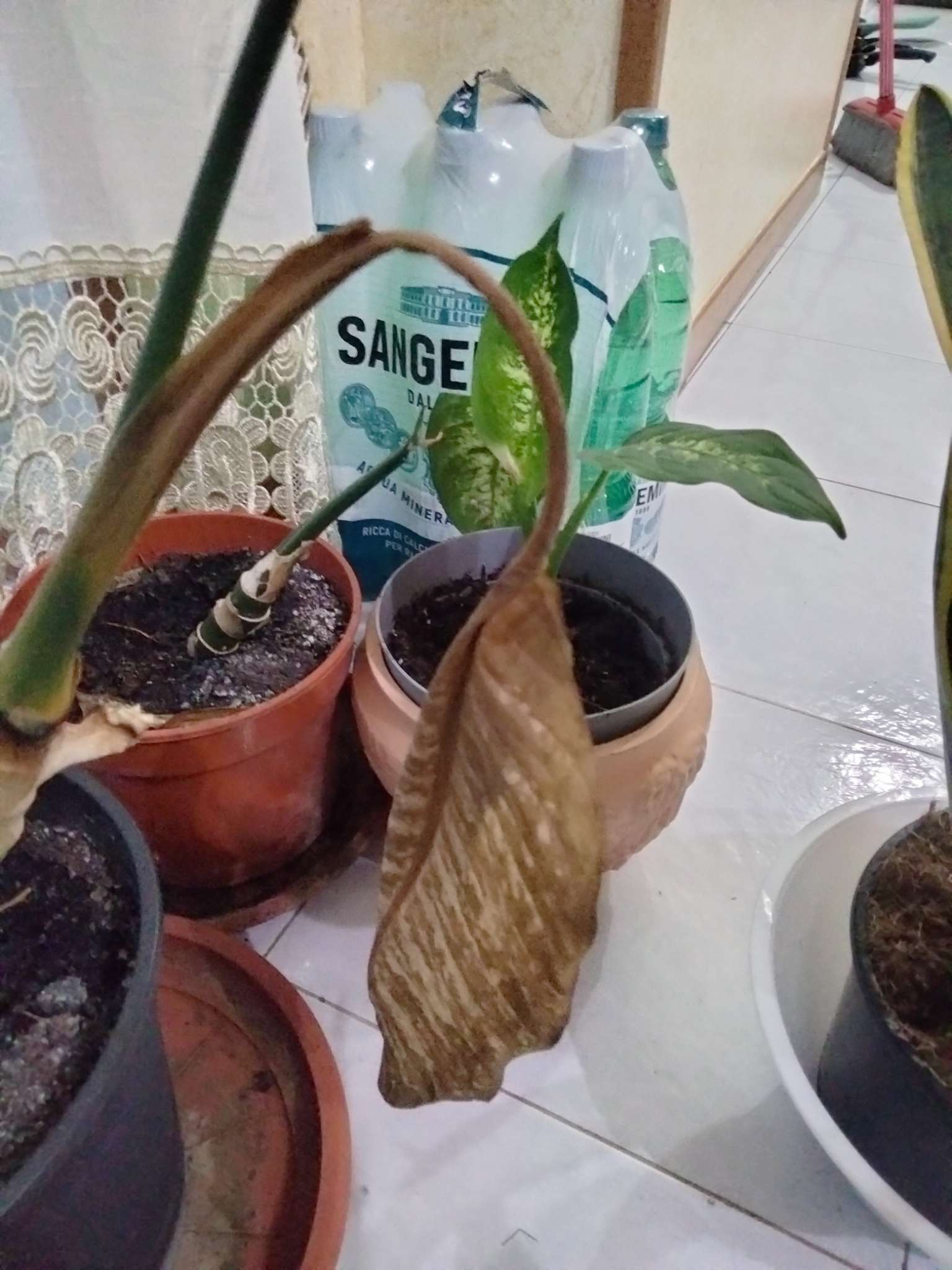 Immagine di Dieffenbachia con Foglie secche e potenziale marciume radicale