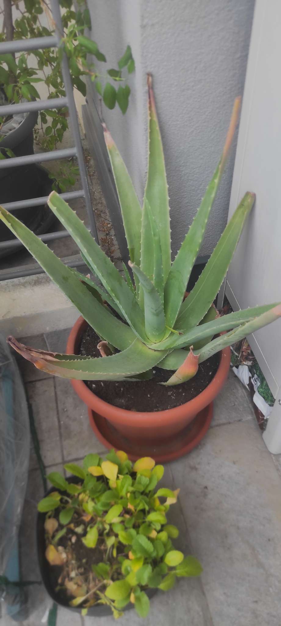 Immagine di Aloe vera con Bruciatura delle punte