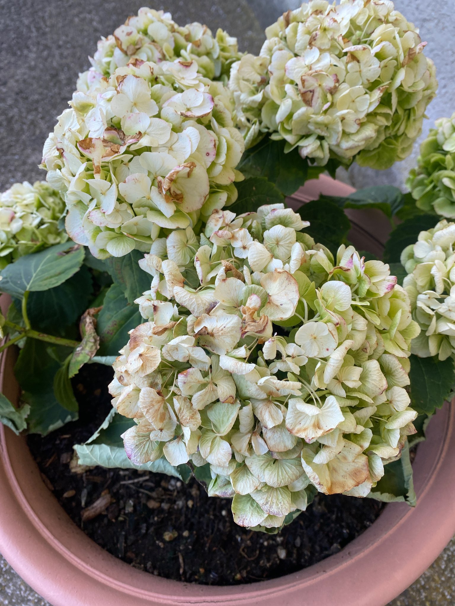Immagine di Ortensia (Hydrangea macrophylla) con Scottatura e leggero stress idrico sulle infiorescenze