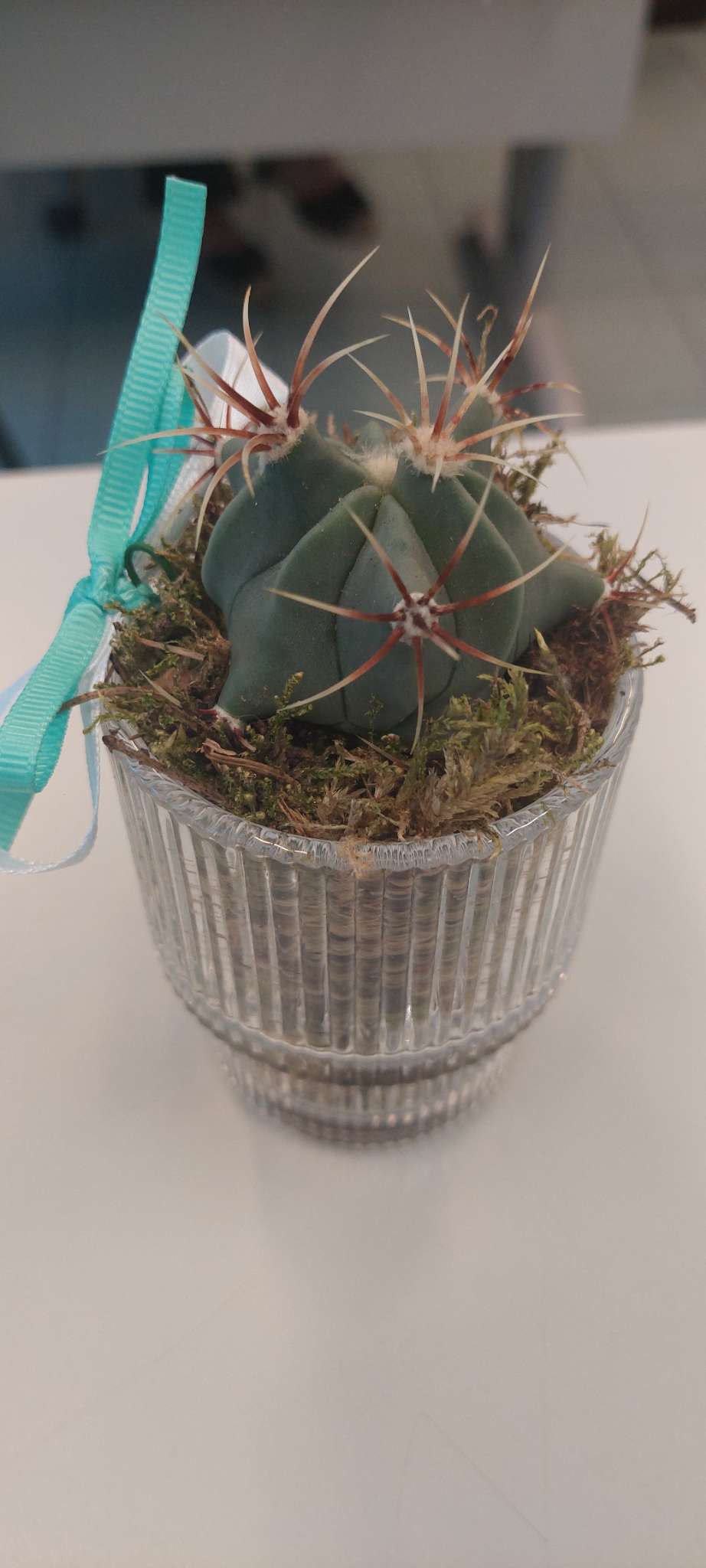 Immagine di Ferocactus con Nessuna malattia evidente, possibile rischio di marciume radicale in futuro se non irrigato correttamente