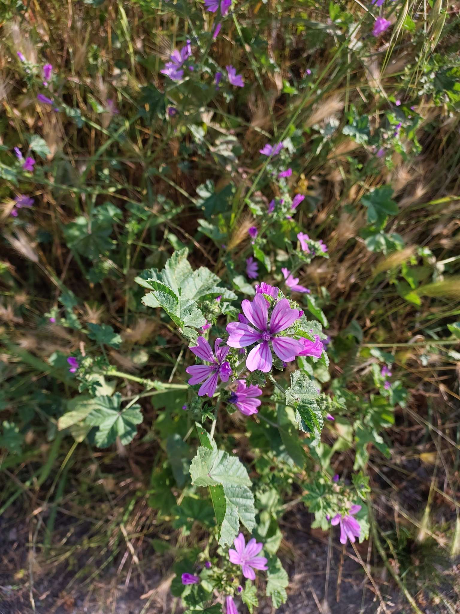Immagine di Malva sylvestris con Nessuna patologia evidente