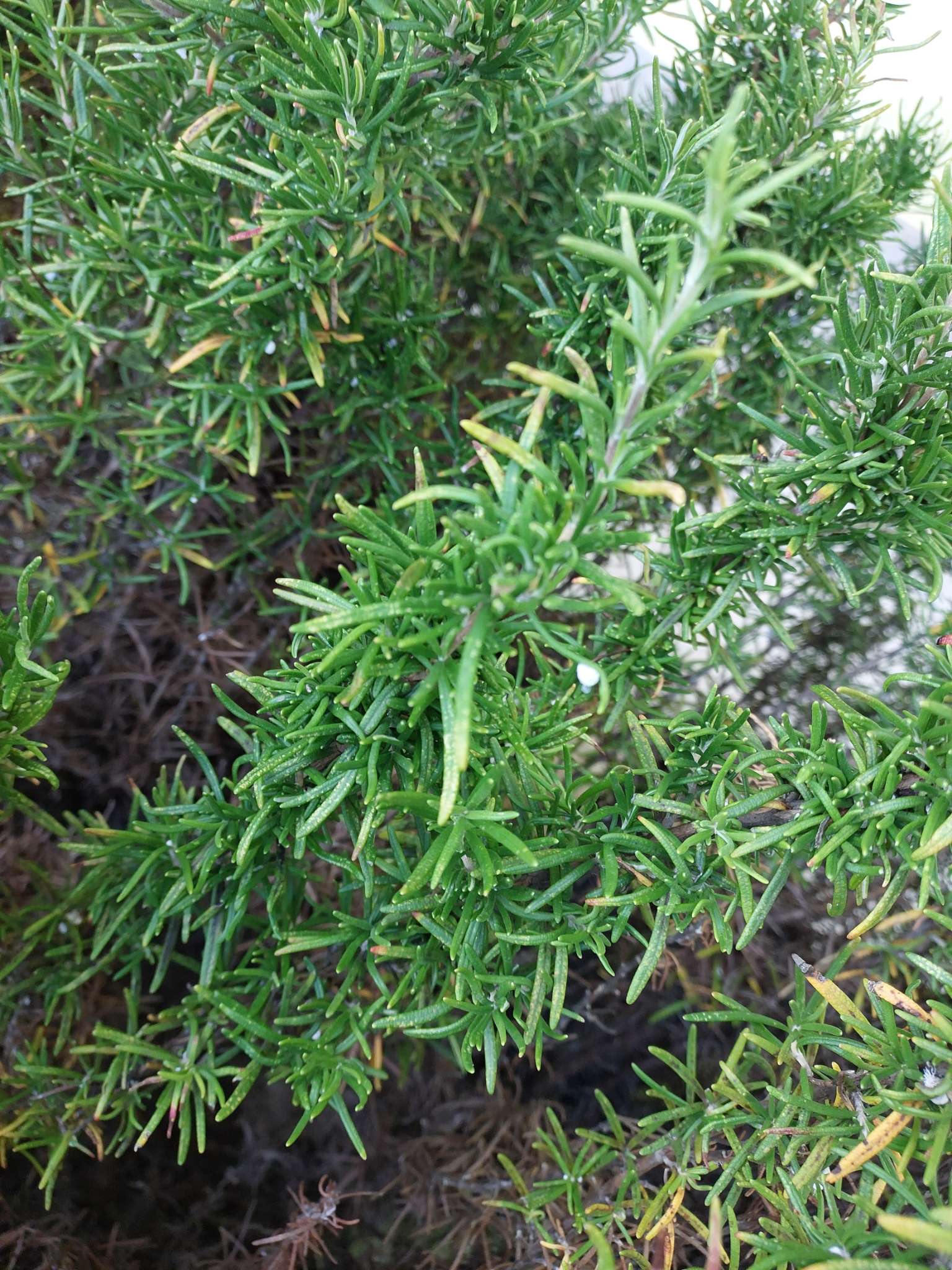 Immagine di Rosmarino con Leggero stress da irrigazione o inizio di carenza nutrizionale