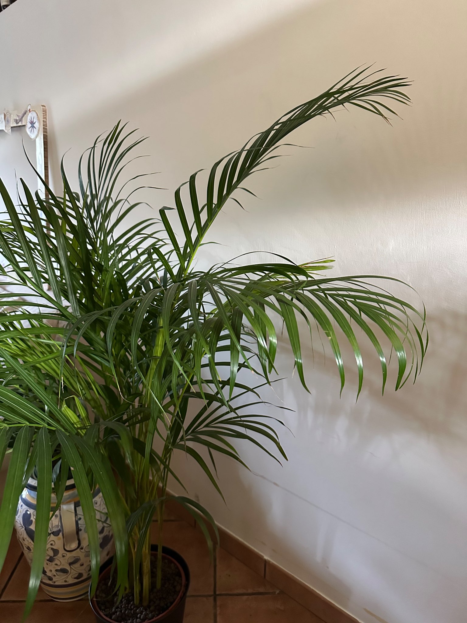 Immagine di Areca (Chrysalidocarpus lutescens) con Nessuna particolare patologia evidente