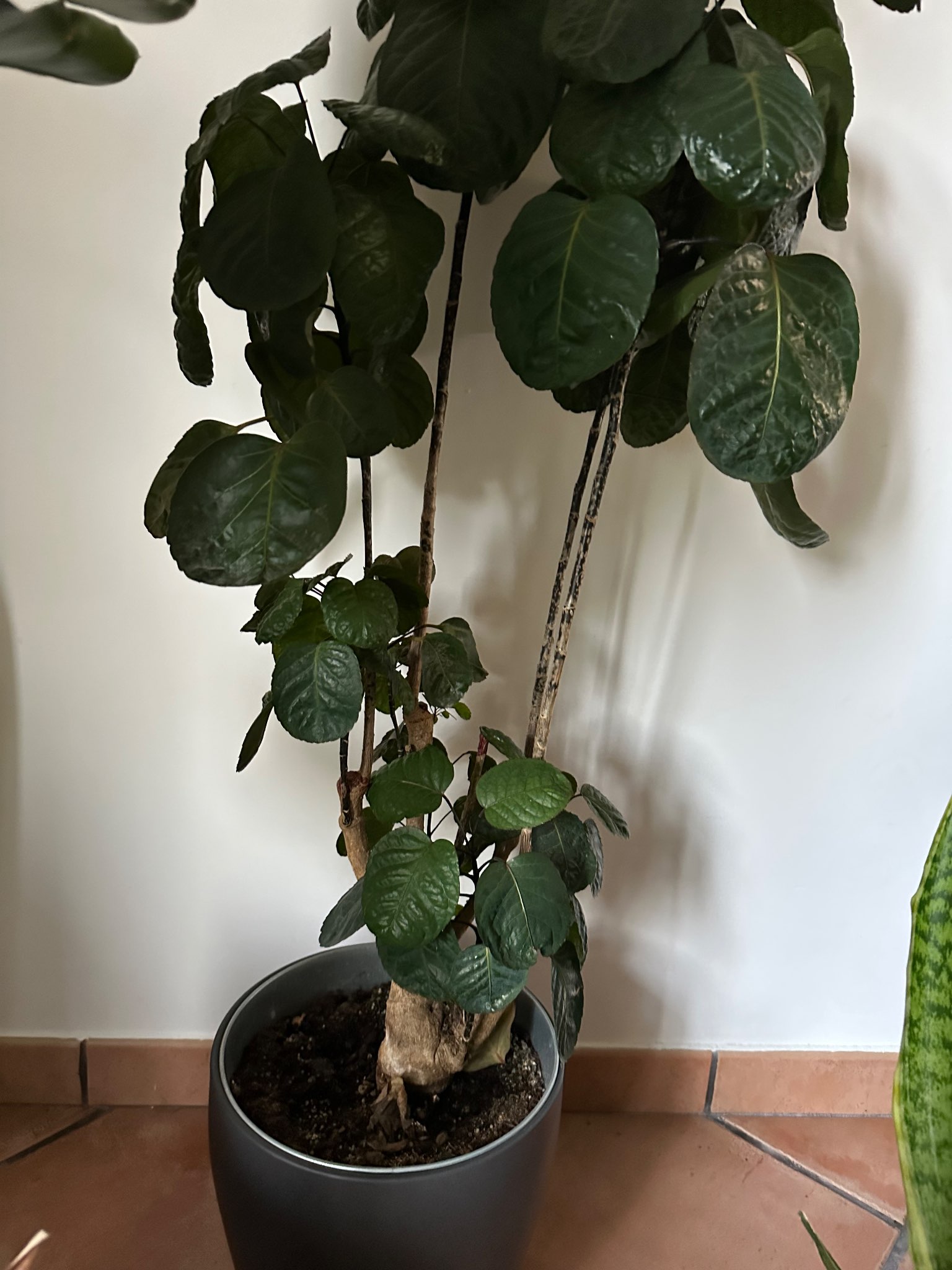 Immagine di Polyscias scutellaria (Aralia Fabian) con lievi segni di stress idrico