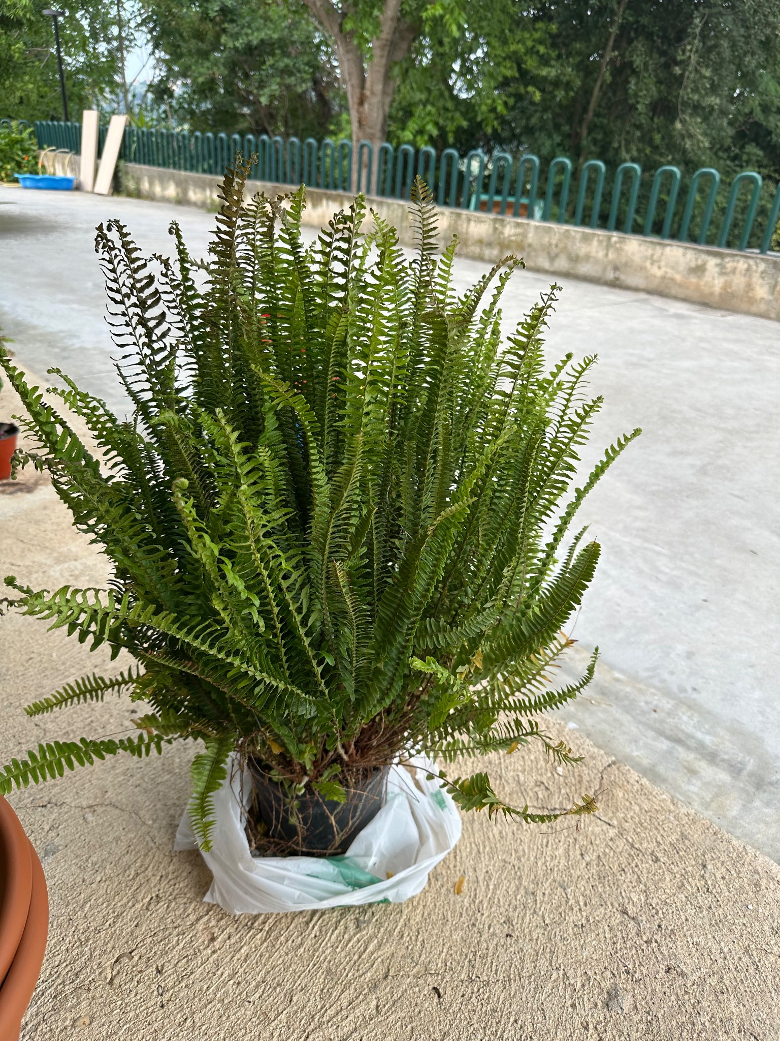 Immagine di Felce di Boston (Nephrolepis exaltata) con Secchezza fogliare da bassa umidità