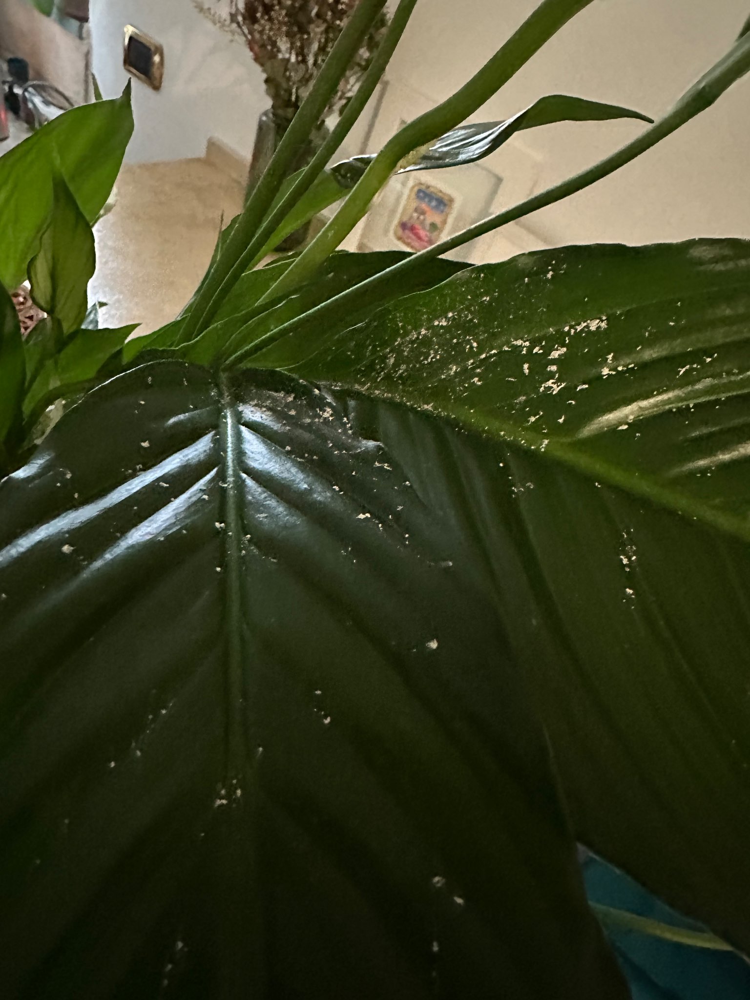 Immagine di Spatifillo (Spathiphyllum) con Cocciniglia cotonosa