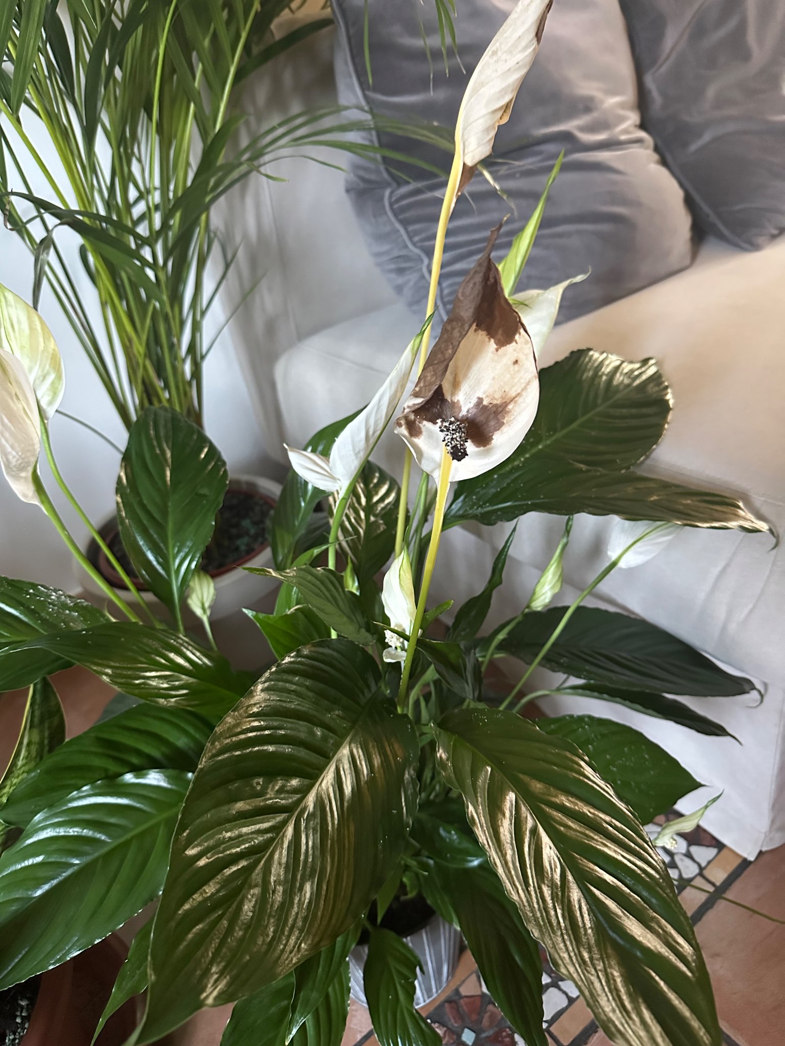 Immagine di Spatifillo (Spathiphyllum) con Bruciatura delle brattee e possibile stress idrico/fungino