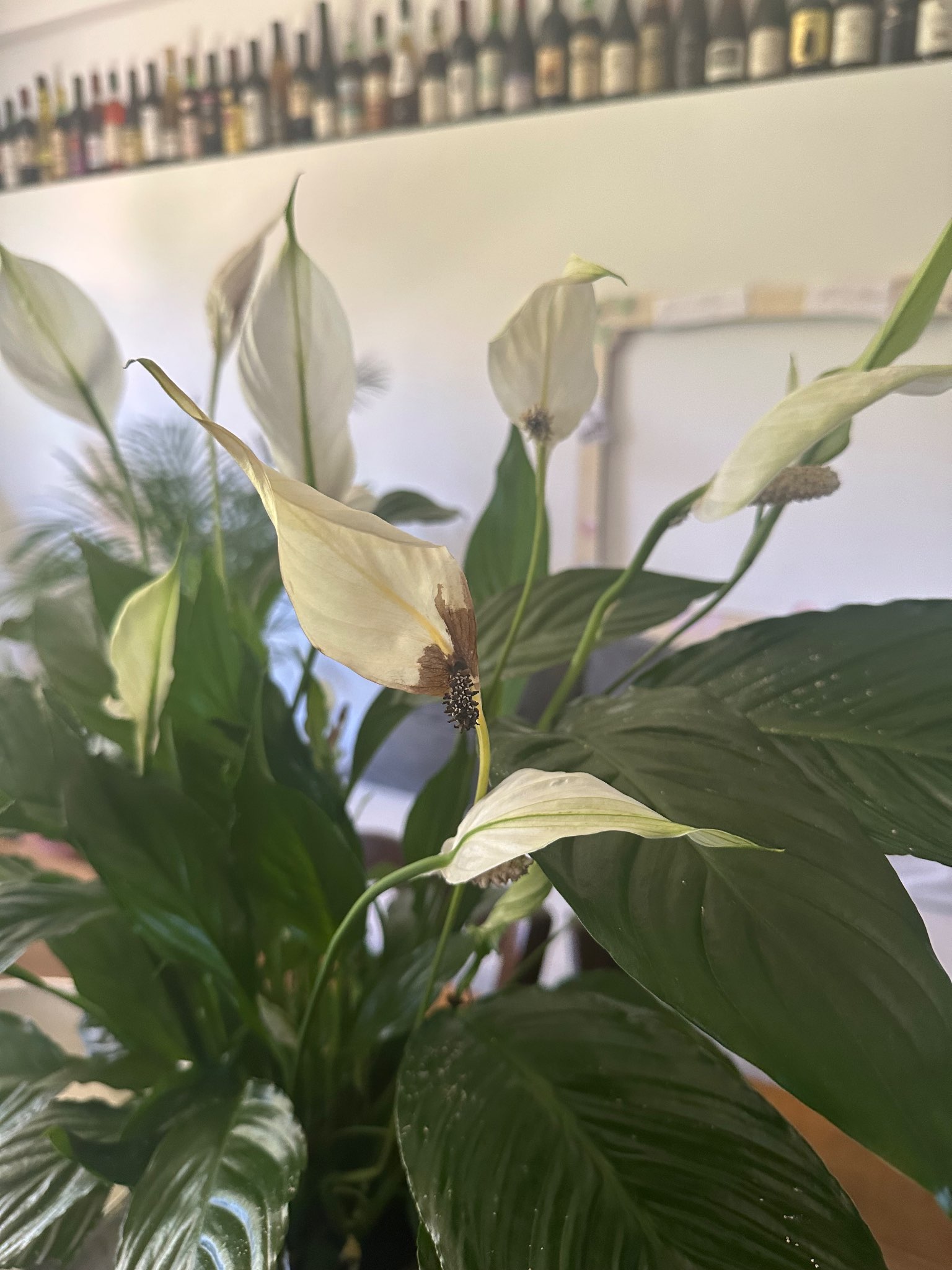 Immagine di Spathiphyllum (Pianta della Pace) con Punte e fiori secchi