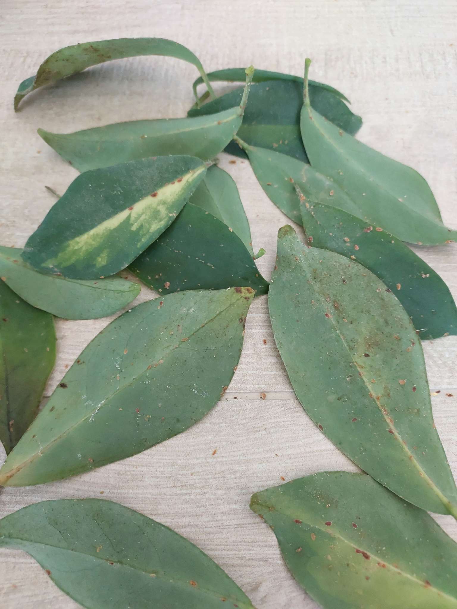Immagine di Eucalipto con Cocciniglia