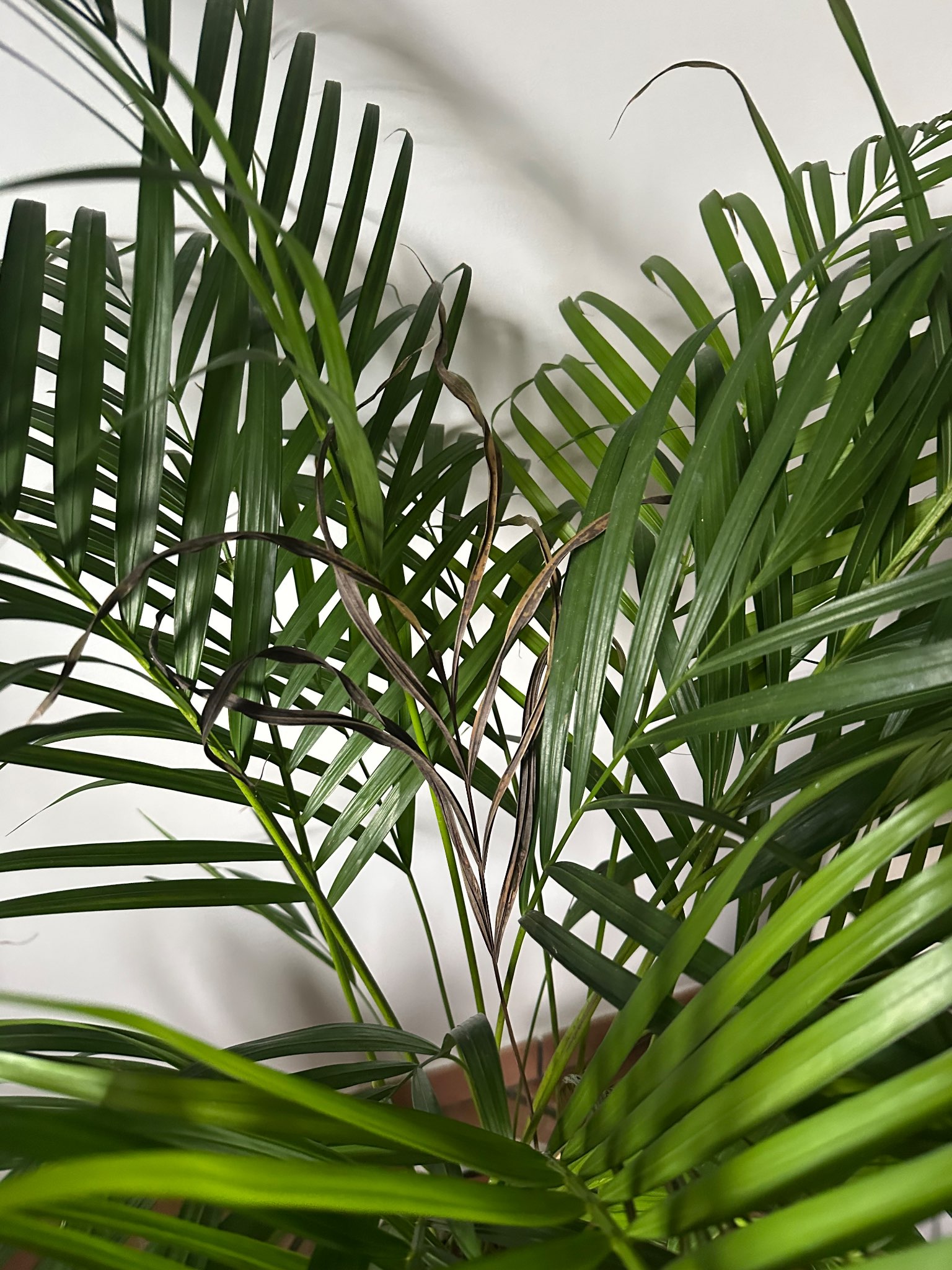 Immagine di Chamaedorea elegans con Punte secche/brune
