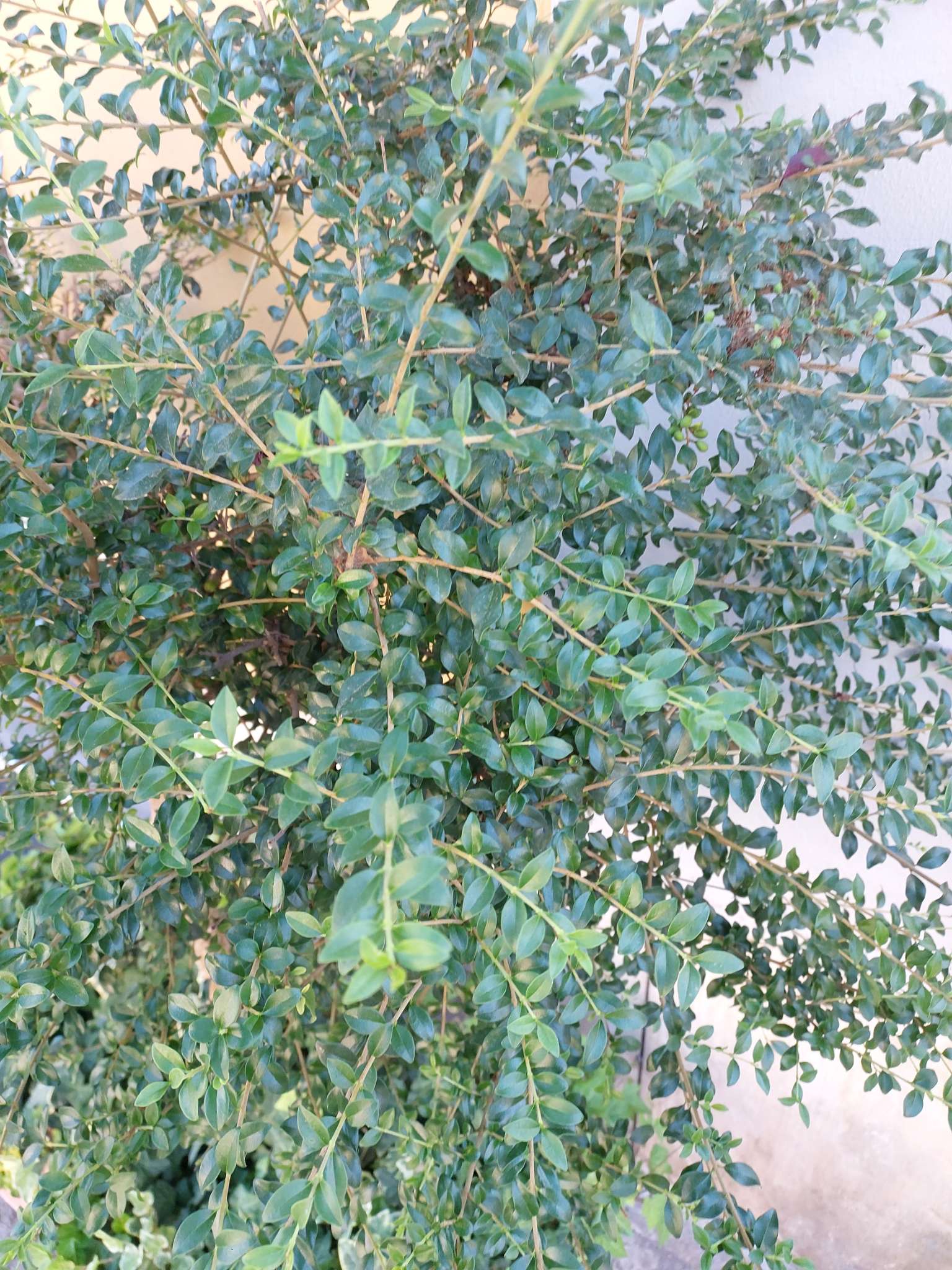 Immagine di Mirto (Myrtus communis) con Nessuna evidente patologia