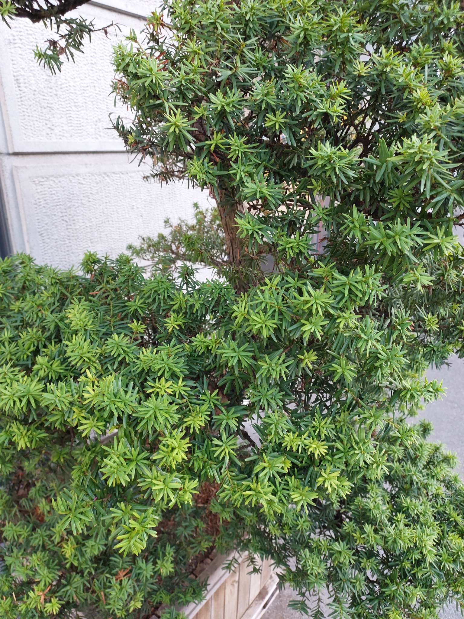 Immagine di Podocarpus macrophyllus (Pino Buddhista) con Possibile clorosi fogliare da carenza di nutrienti