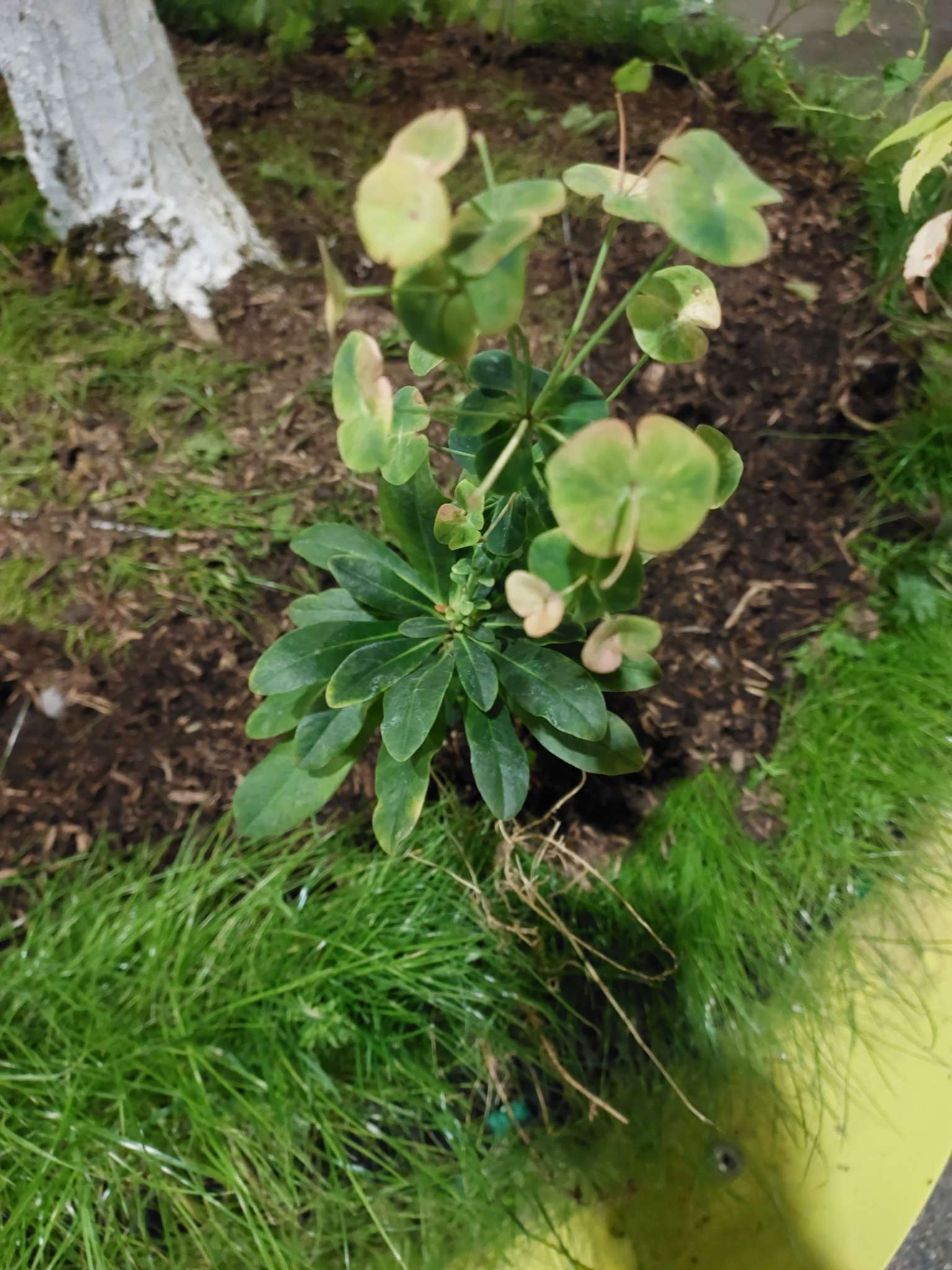 Immagine di Euphorbia characias con Disseccamento parziale delle foglie