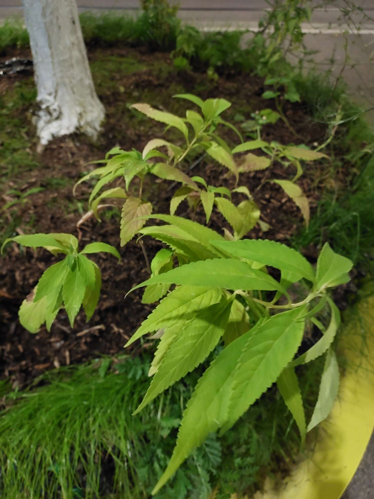 Immagine di Gelso della carta (Broussonetia papyrifera) con Possibile clorosi ferrica