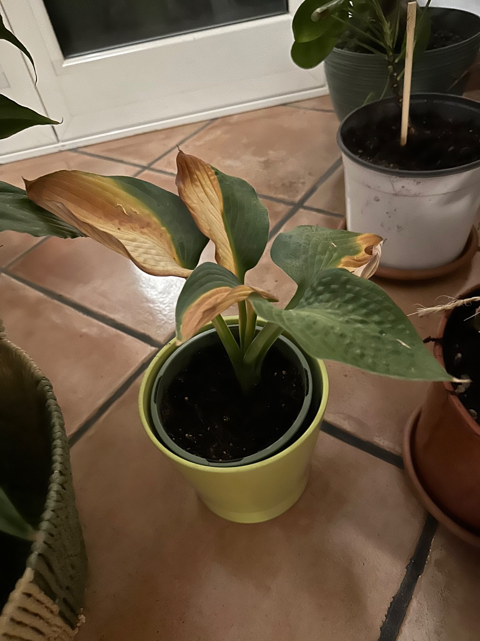 Immagine di Hosta con Stress idrico e/o scottatura fogliare