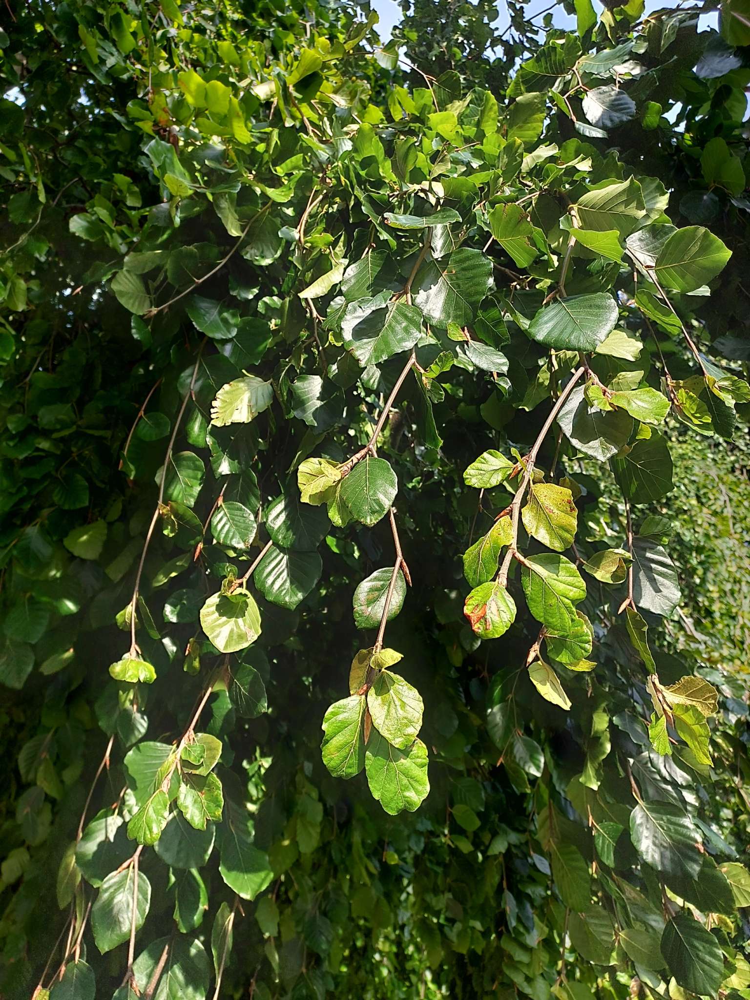 Immagine di Faggio piangente (Fagus sylvatica ‘Pendula’) con Leggeri segni di stress fogliare (possibile carenza o lieve attacco fungino)