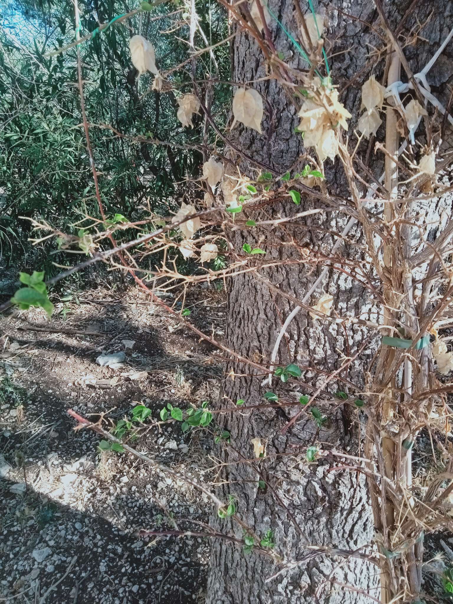 Immagine di Bouganville (Bougainvillea) con Stress idrico/problemi di irrigazione