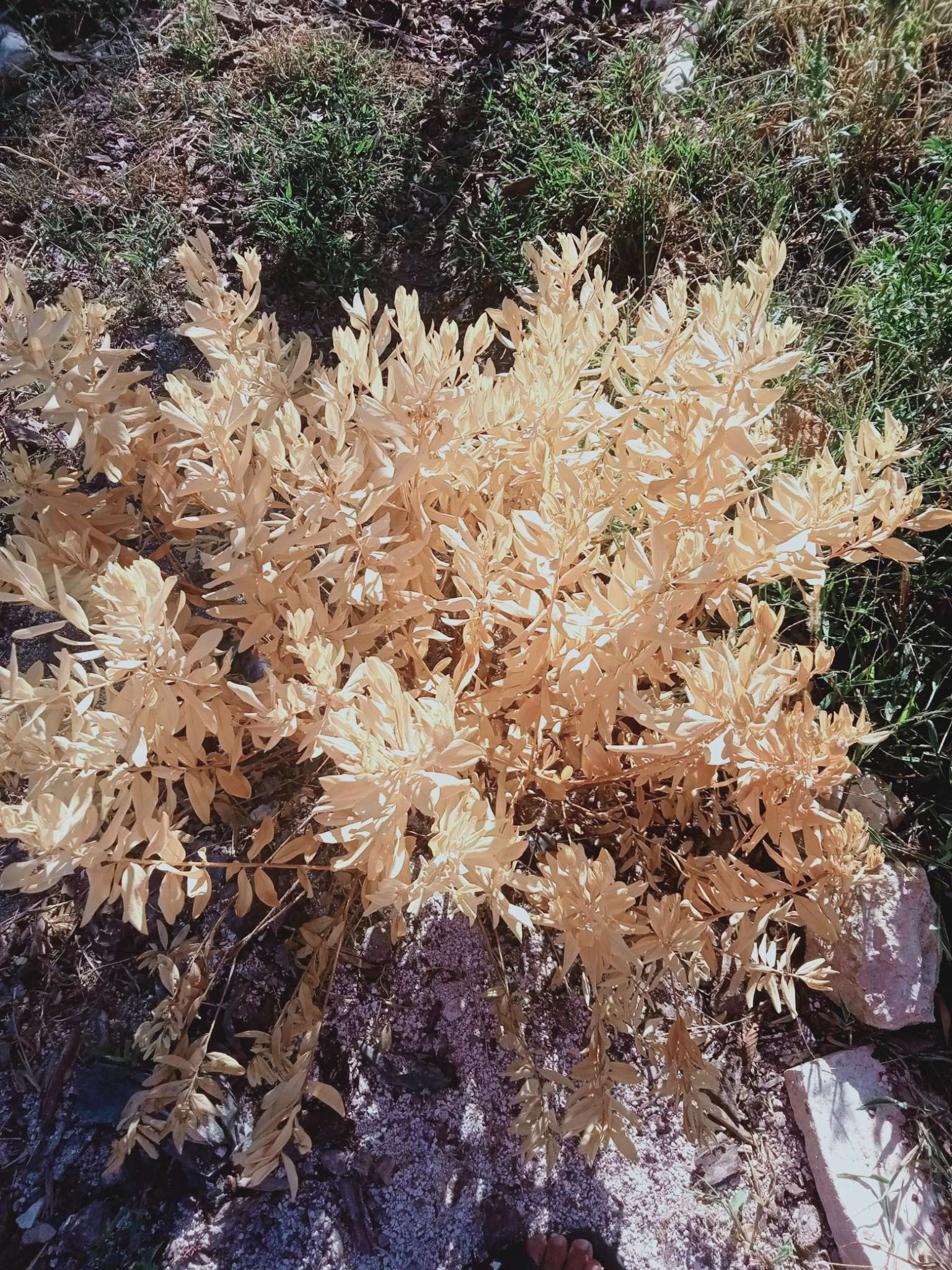 Immagine di Polygala myrtifolia con Probabile collasso da stress idrico o marciume radicale