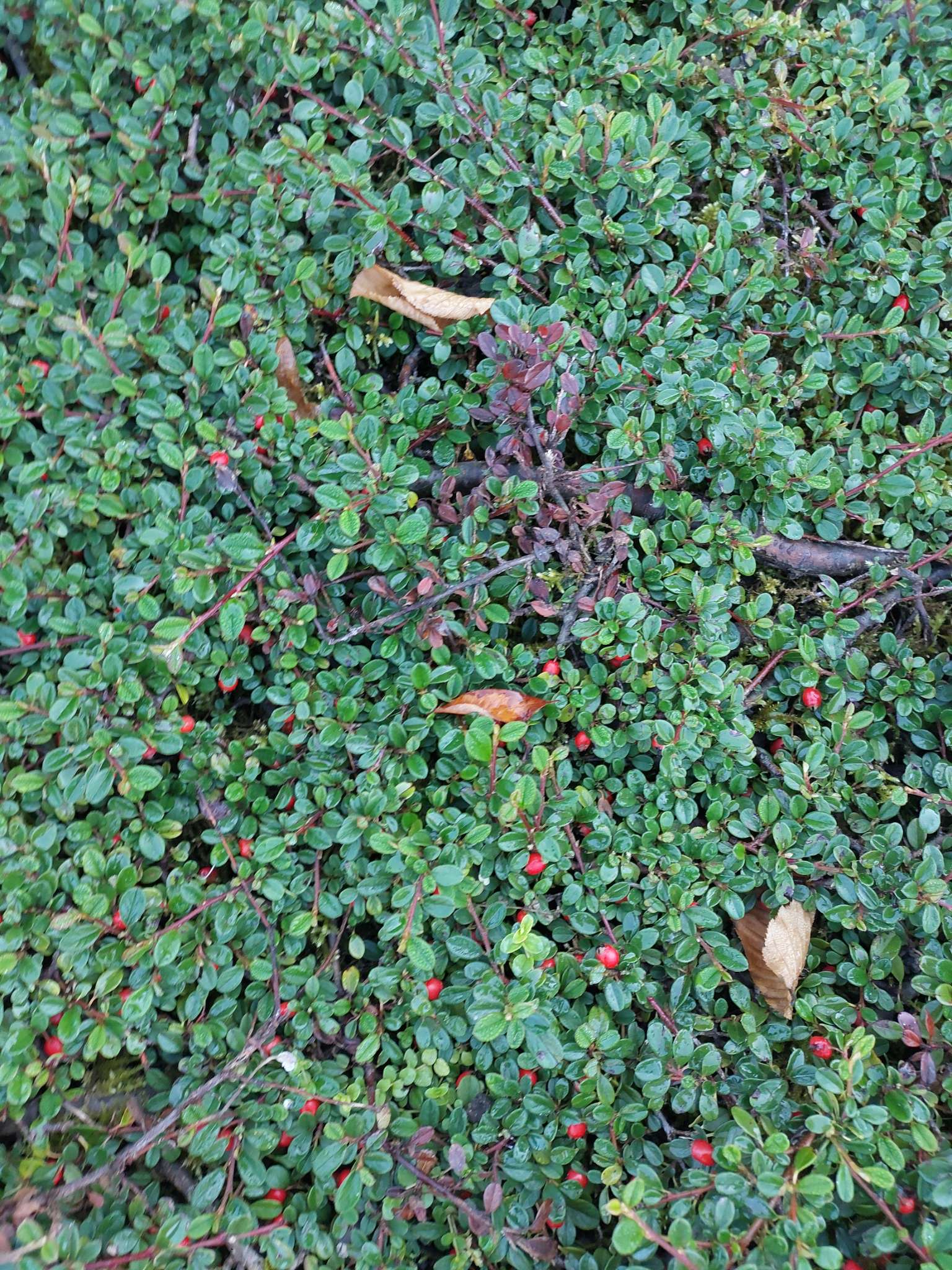 Immagine di Cotoneaster con Nessuna patologia grave evidenziata